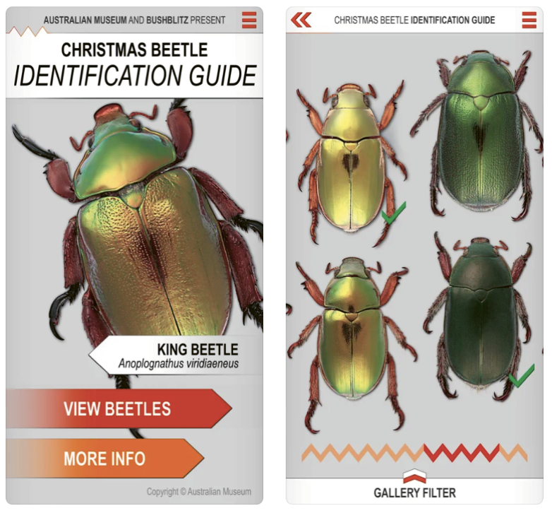 Contribute to Christmas beetle study