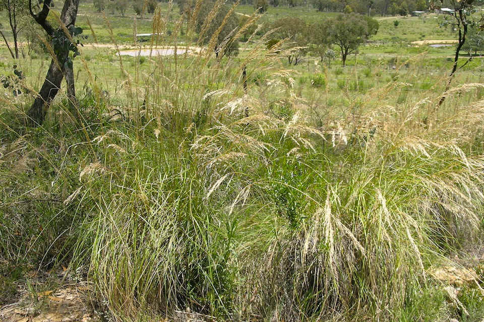 A good-sized stand of Red-anther Wallaby Grass (Rytidosperma pallidum) in flower/fruit. A beautiful mix of colours and textures. Image by Harry Rose, reproduced from Flickr under CC BY 2.0 (https://creativecommons.org/licenses/by/2.0/).