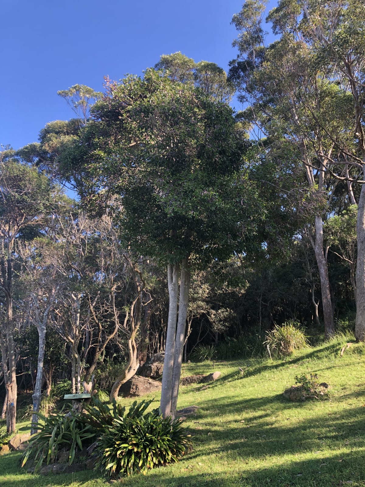 A row of Brush Muttonwoods growing to the west of Scarborough Railway Station. This little street is probably mainly known for its parking potential. But the trees there are spectacular. Image by Emma Rooksby. 