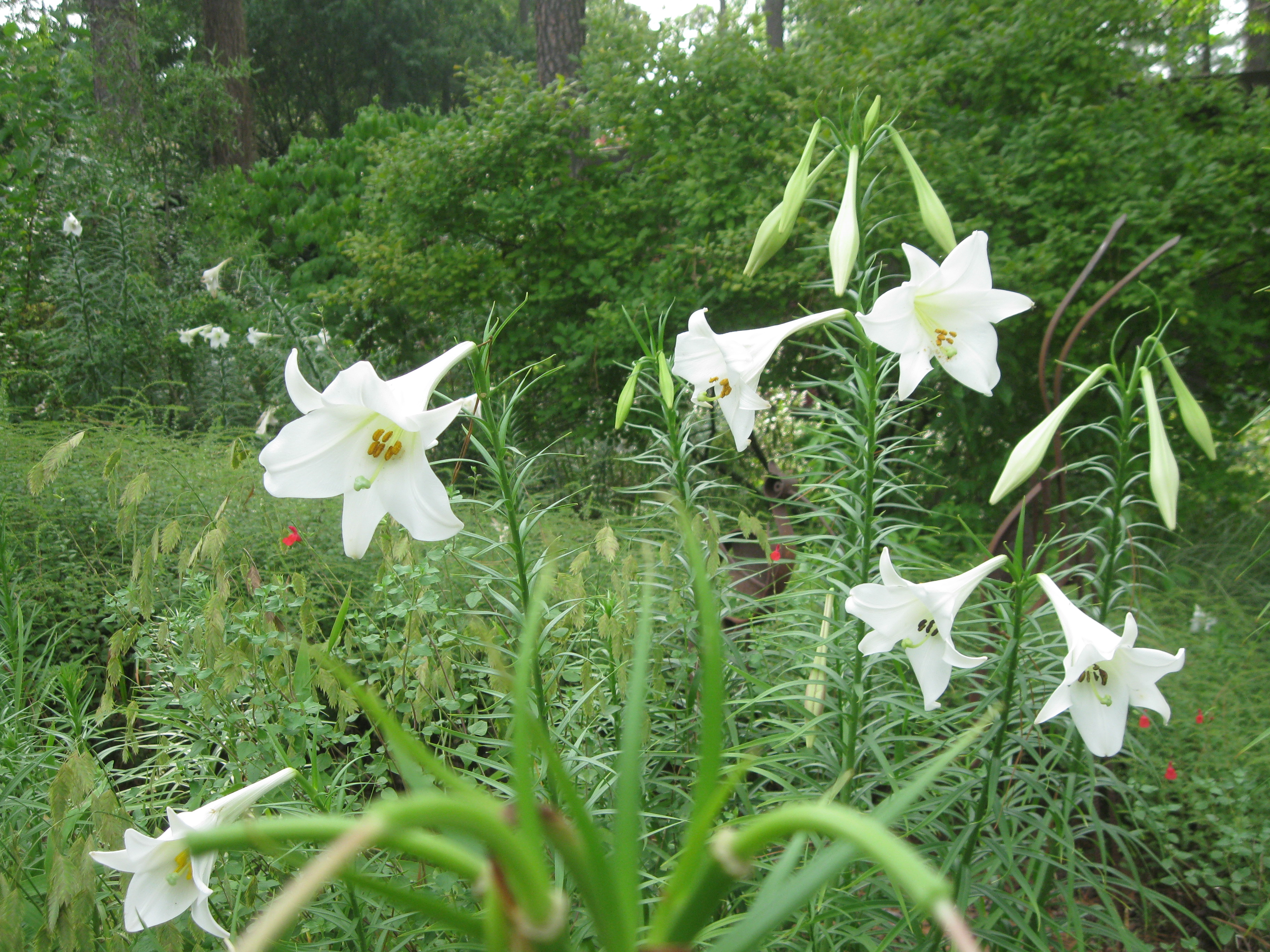 Watch out for Formosan lily