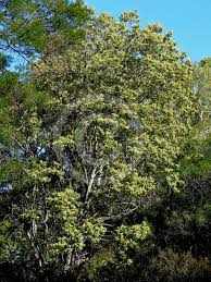 December: 'Alphitonia excelsa' (Red Ash)