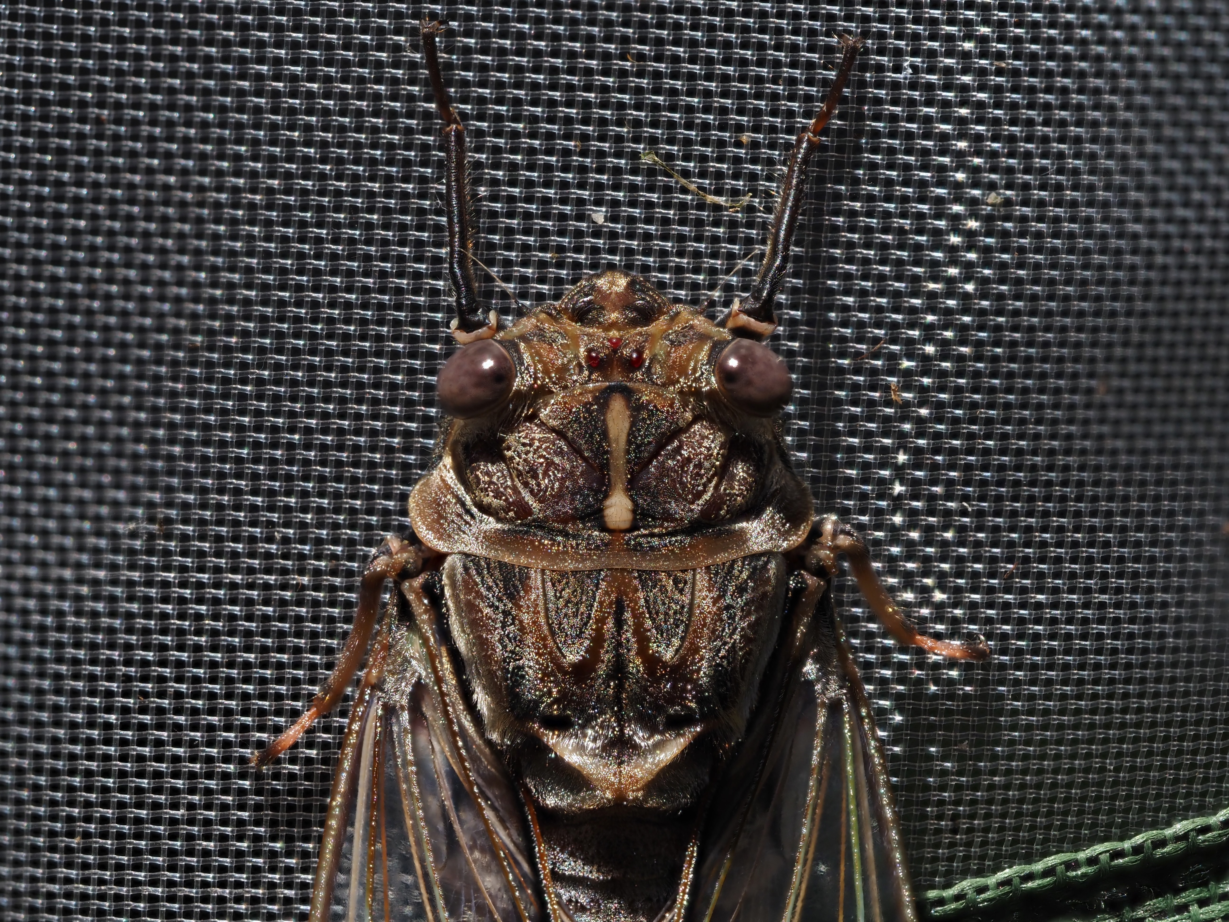 Nature Notes: It's beginning to look a lot like Christmas