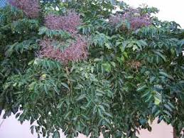 Tree of the Month: Celery Wood