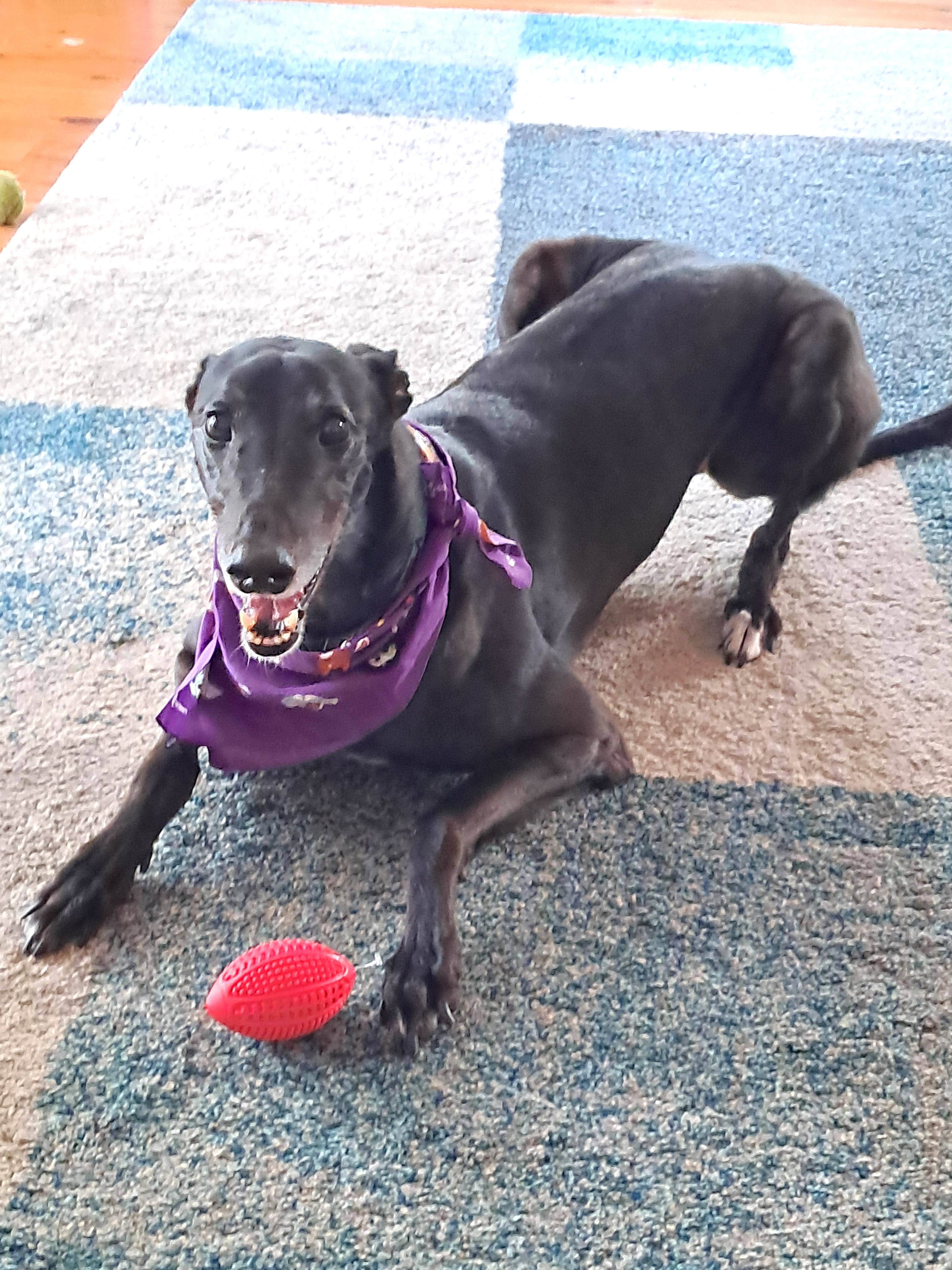 Dapto dogs race survivors 'will need rehoming'