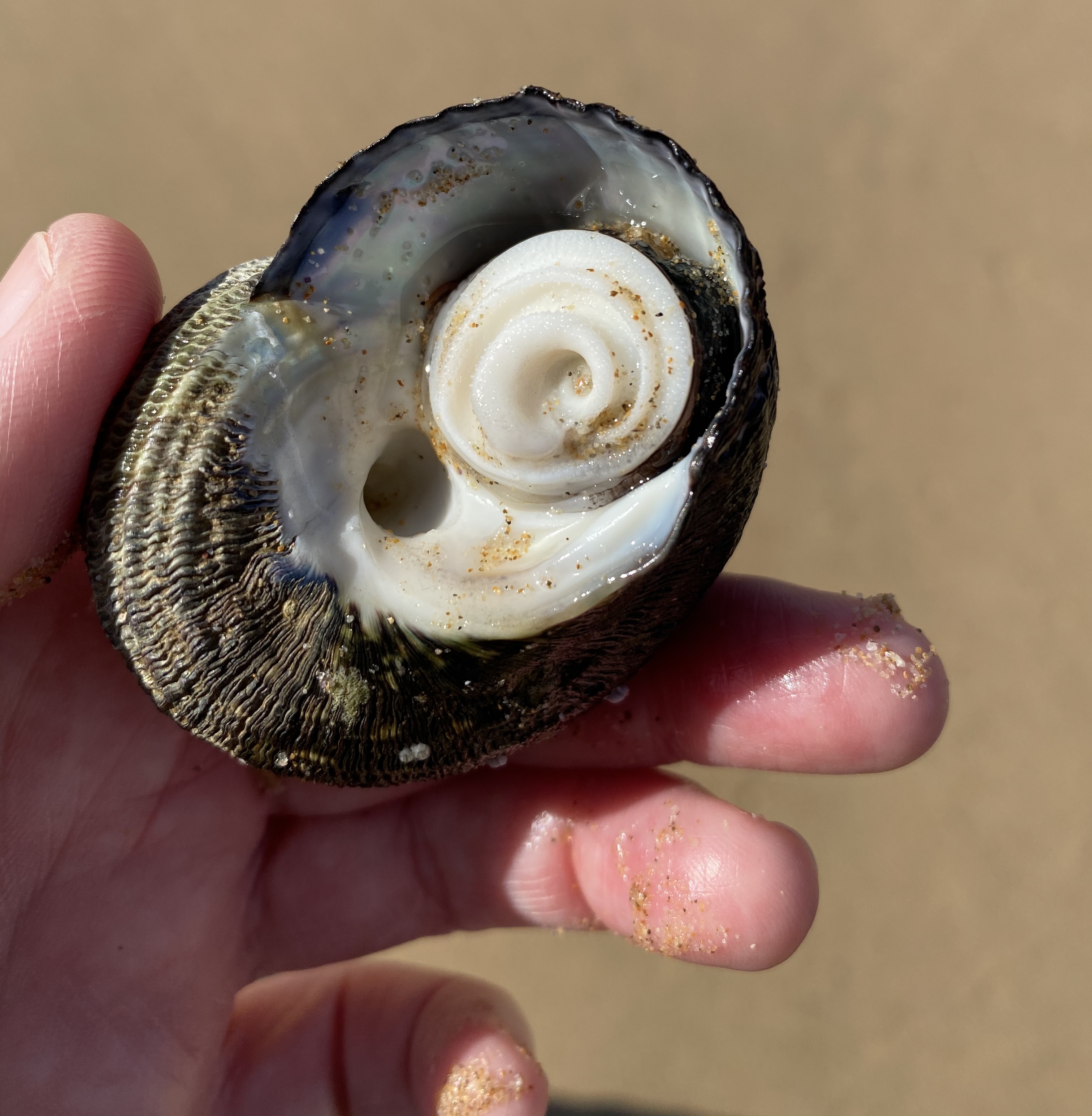 Snail doors for a shell ‘house’
