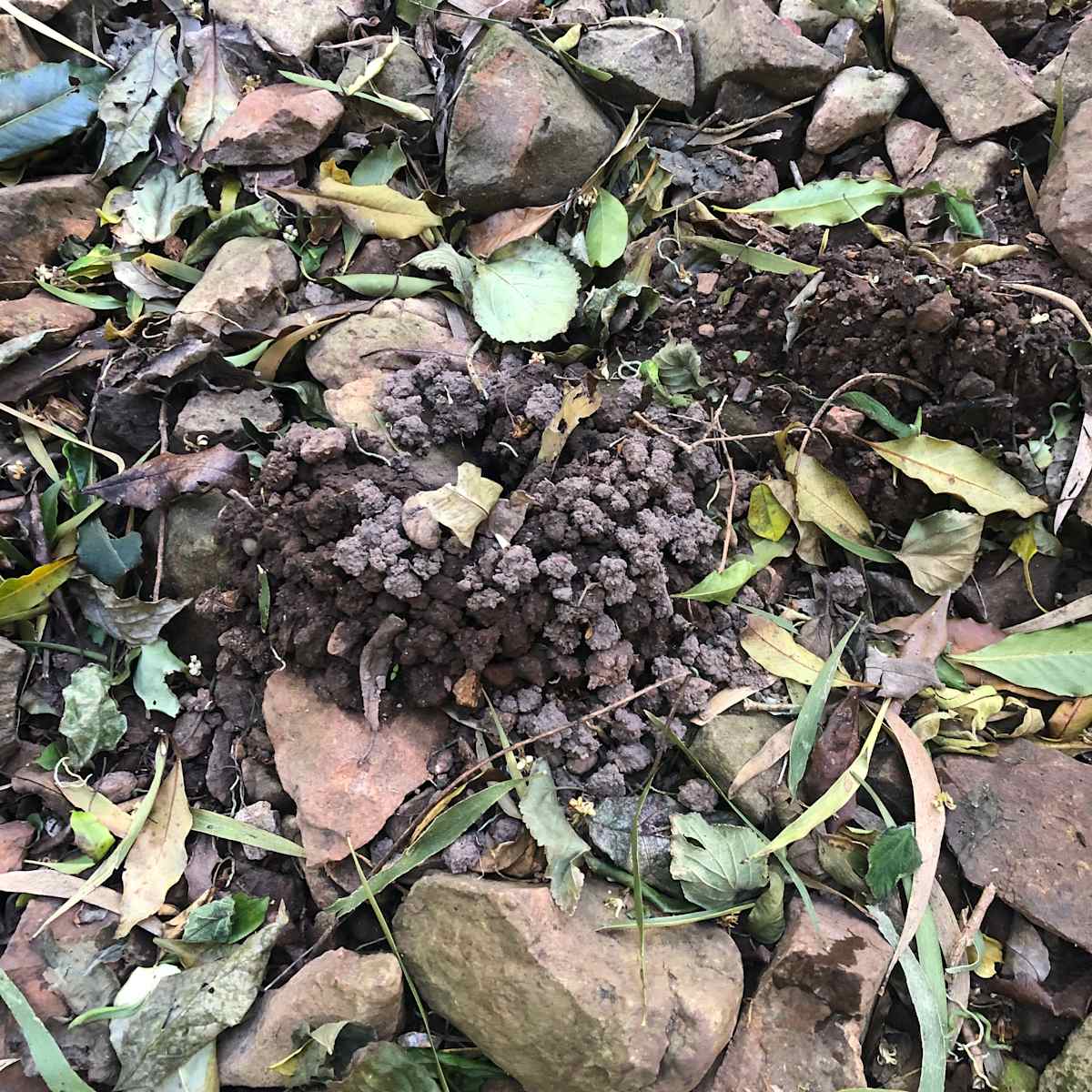 Diggings of a freshwater crayfish along a local waterway, Crooked River. The species is not known. Image by Emma Rooksby. 
