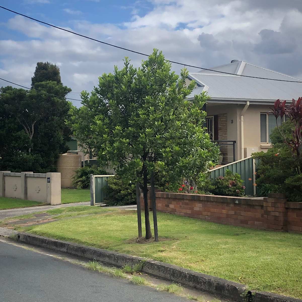 This well-cared for White Aspen is doing extremely well and formed a neat almost spherical crown. Note the care taken to keep the ground surrounding the base of the trunk free from grass and other competing plants. This treatment is similar to what we give citrus trees in gardens and orchards, and they seem to perform much worse without it. Image by Emma Rooksby. 