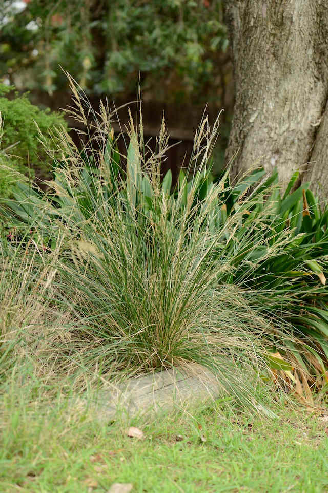 Tussock (Poa labillardierei) showing the graceful drooping flower-heads.  © Tracy Lea.