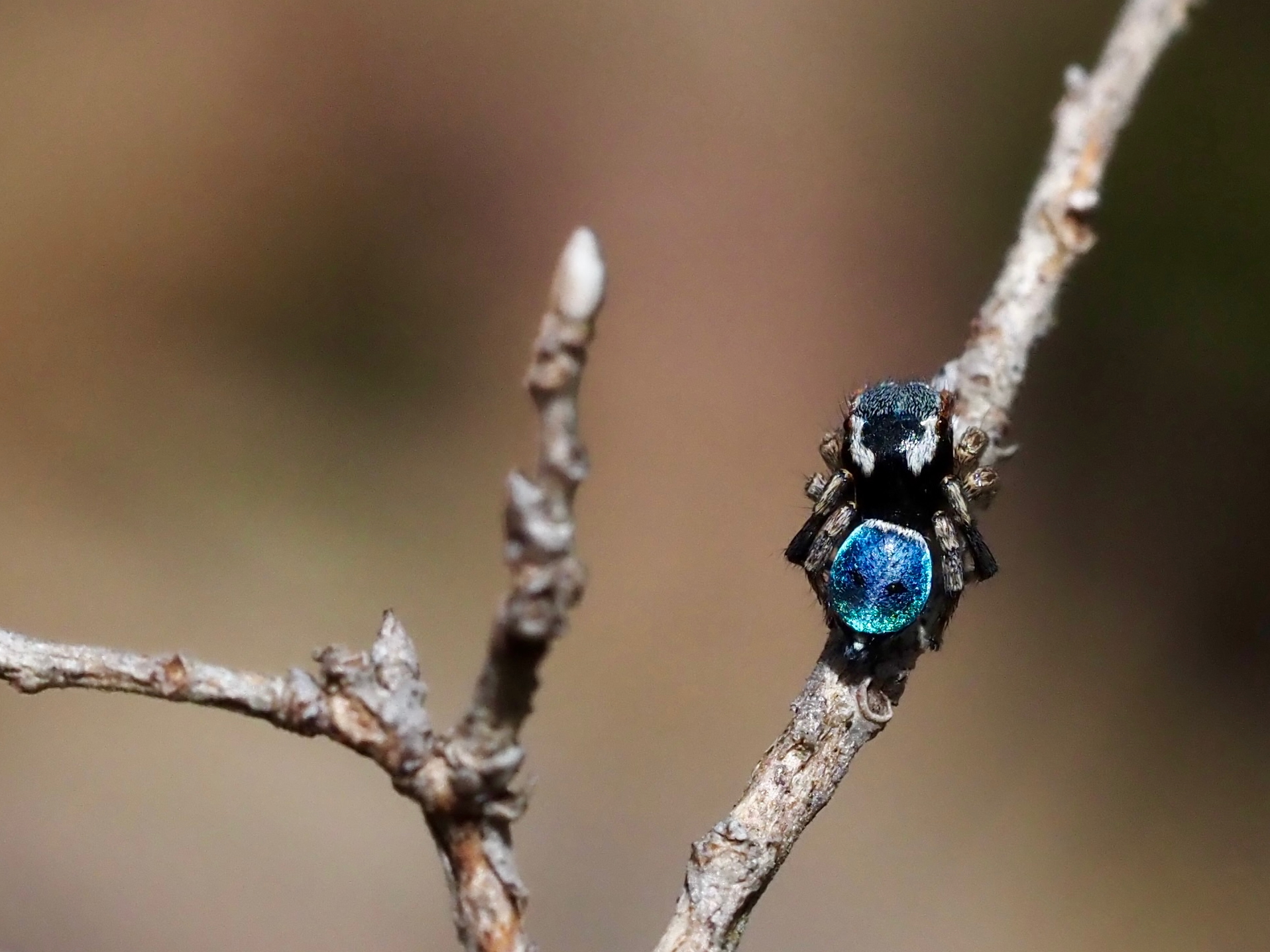 Everybody dance now: Peacock spiders and how to find them  post image