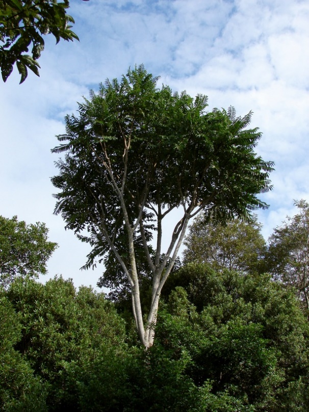 Tree of the Month: Pencil Cedar