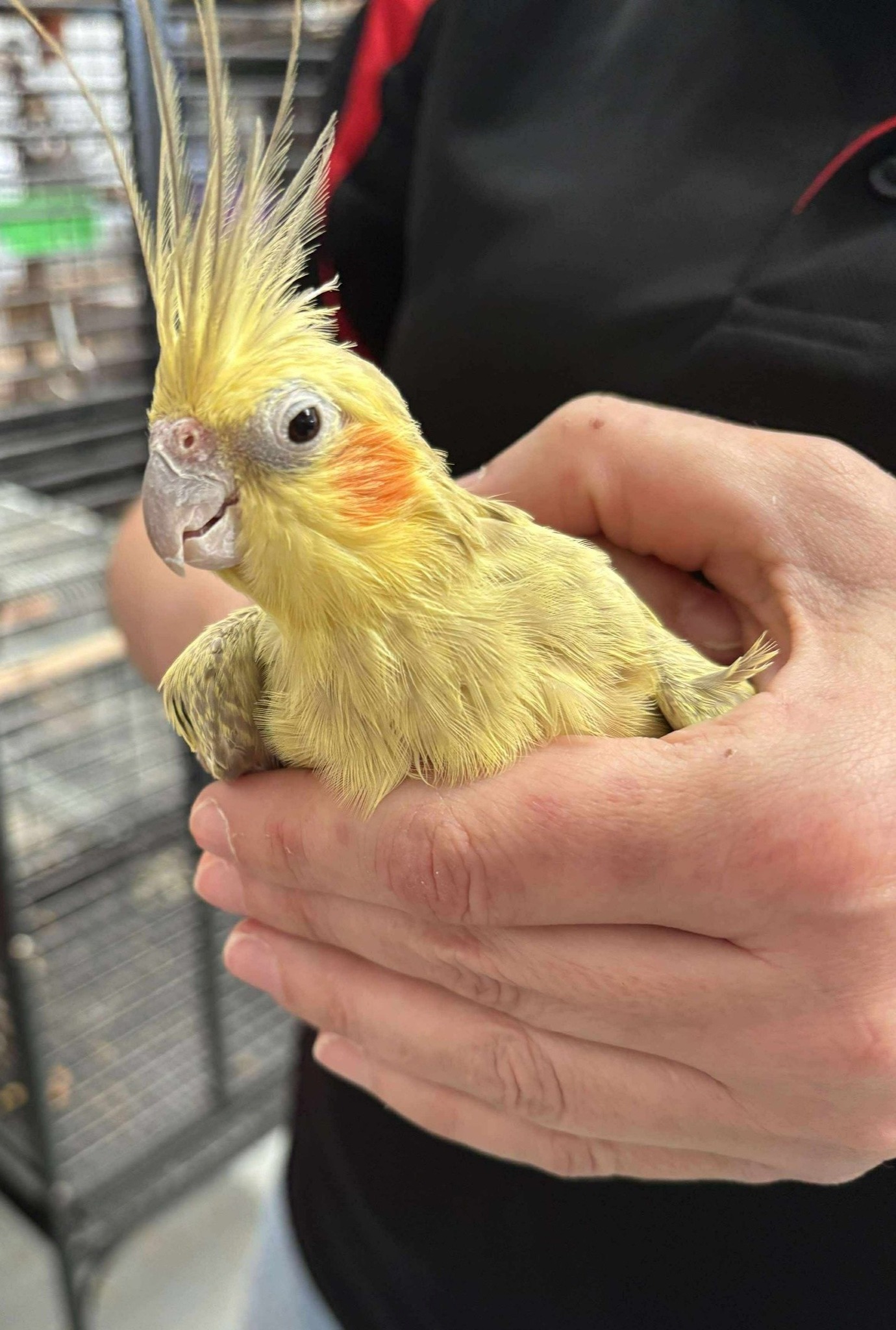 Help new Illawarra Bird Sanctuary and Rescue take flight at Saturday fundraiser  post image