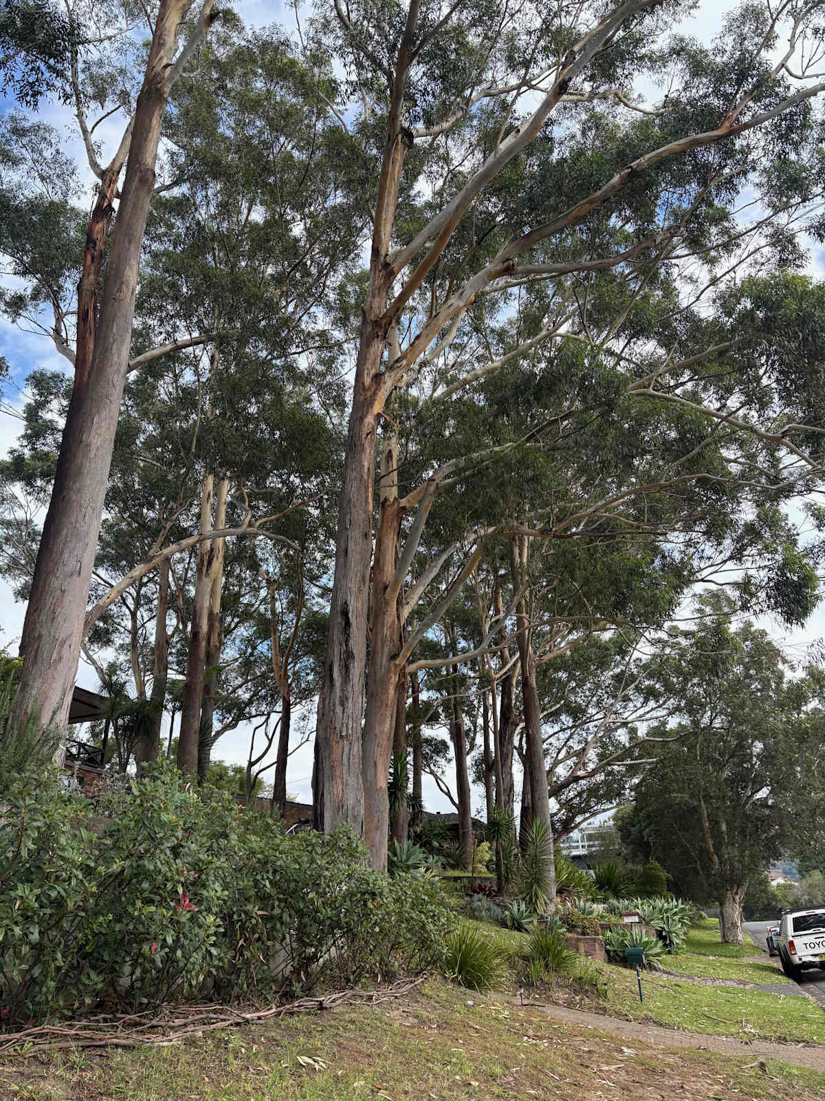 This grove of majestic Blackbutts (Eucalyptus pilularis) is in suburban Woonona, and the trees are spread out in the gardens and verges of around eight or nine different properties. Together they create significant habitat and part of a green corridor between the escarpment and the coast. Native understorey vegetation is germinating below the trees and providing further habitat. These trees feature in Leon Fuller's book Wollongong's Native Trees and have stood in the area for decades at least. Image by Emma Rooksby. 