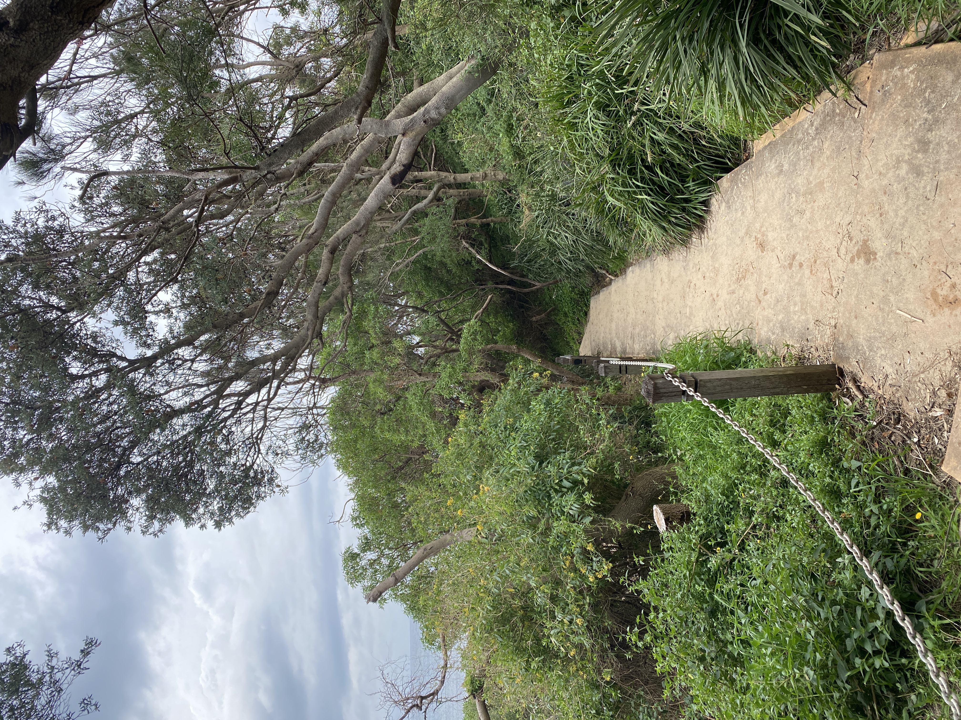 Urban Jungle: McCauley’s Beach to Sandon Point Headland