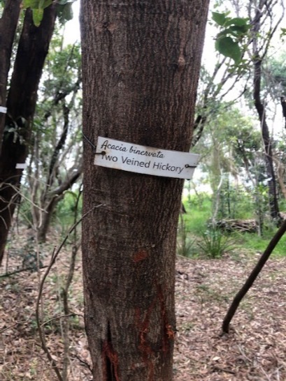 Tree of the Month: Two-veined hickory