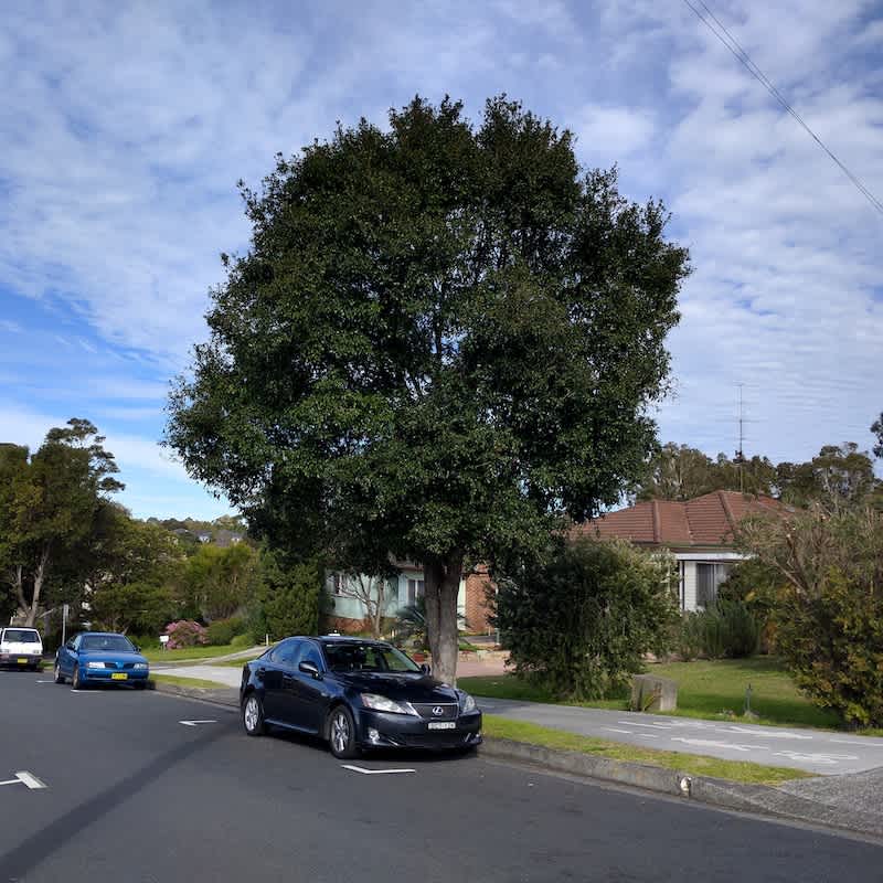 Brush Cherry (Syzygium australe) is widely planted around Wollongong. You can see plants on the University of Wollongong's main campus, and planted as a street tree. Image by Leon Fuller. 