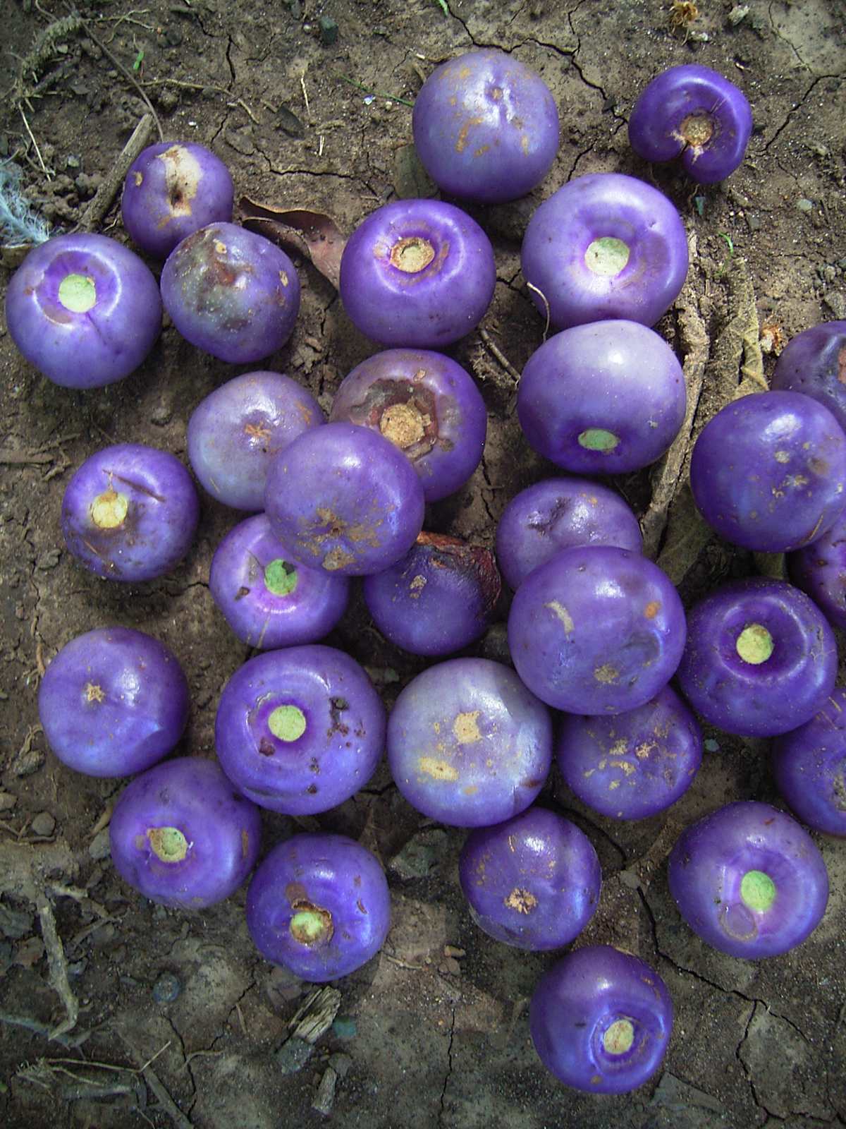 A collection of White Beech fruit, photographed in situ by Barry Ralley. All rights reserved. 