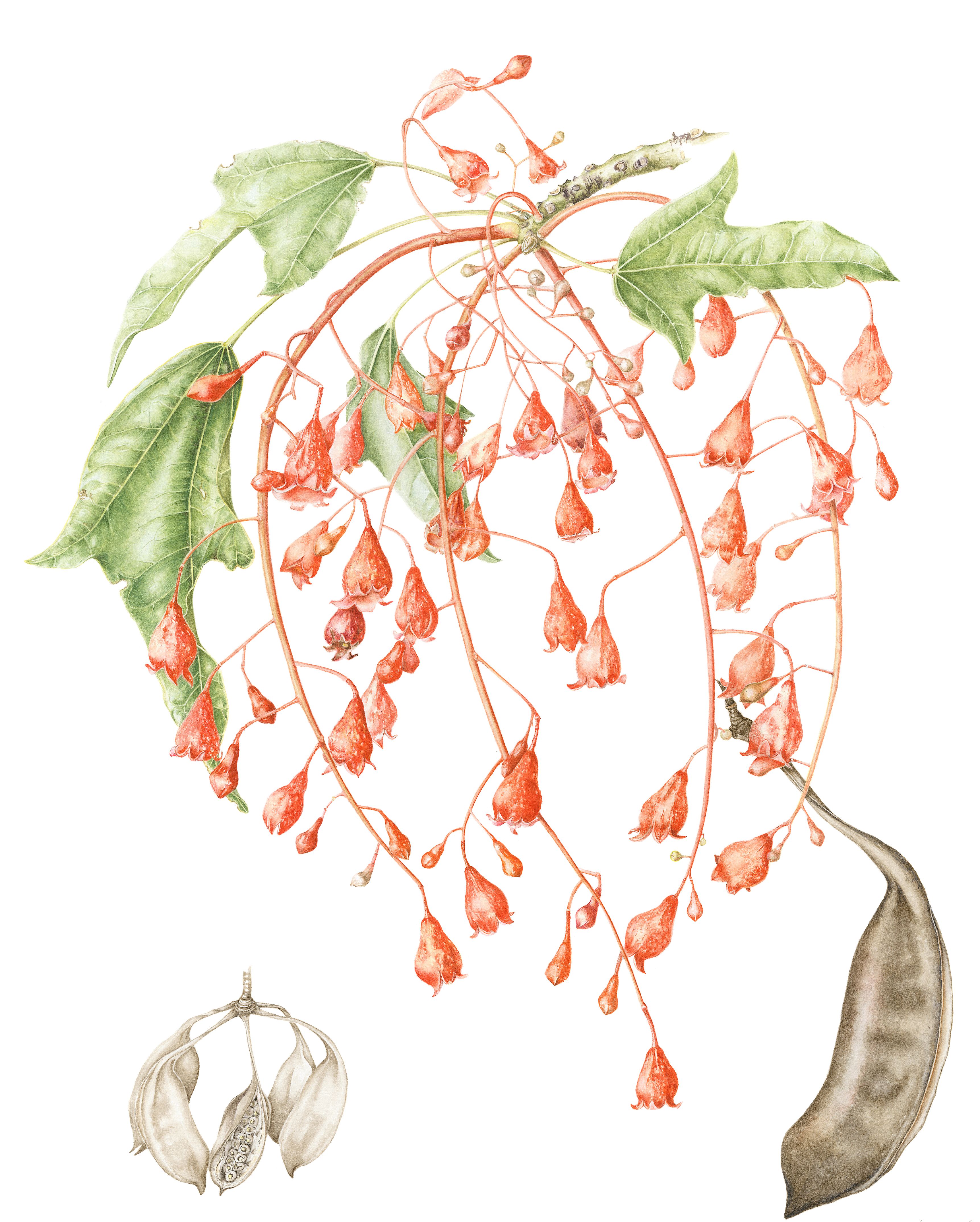 Entire genus in watercolours painted from life  post image