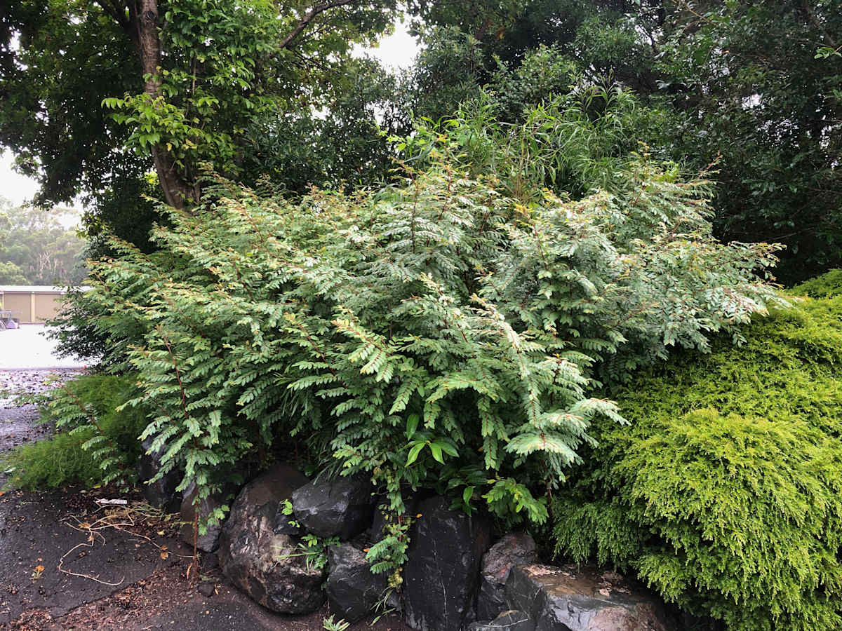 This magnificent Coffee Bush (Breynia oblongifolia) is growing at the Wollongong Botanic Garden, within the GreenPlan Nursery area. It fruits brilliantly each year. 