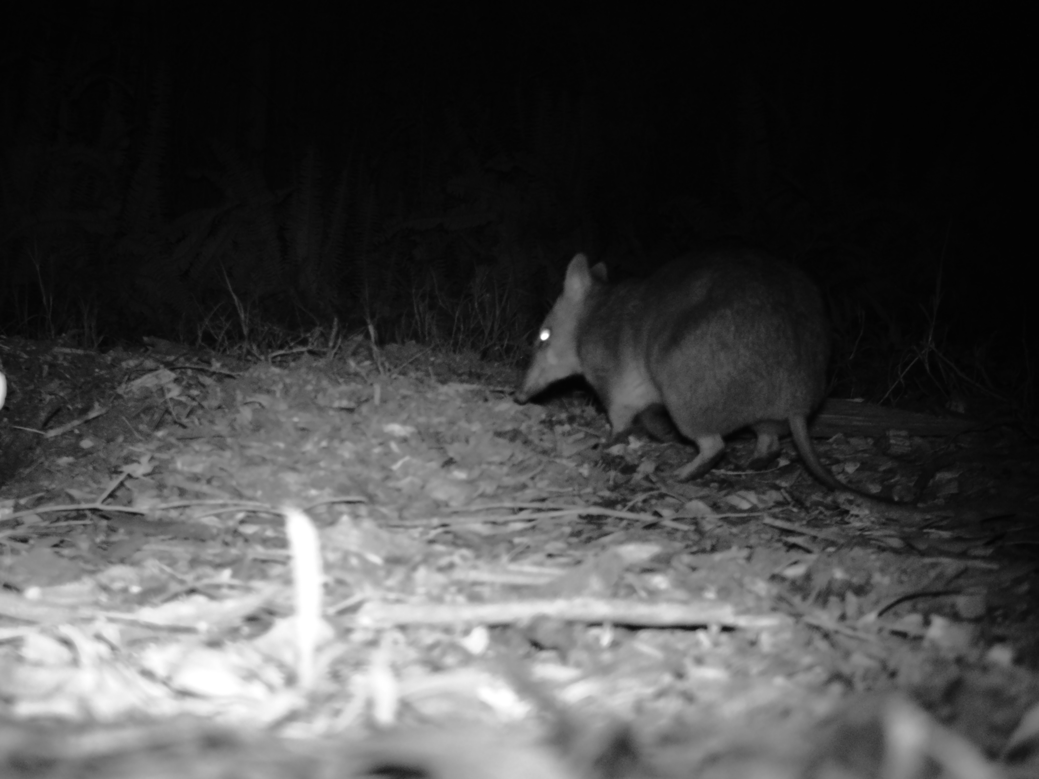 Things that go bump in the night