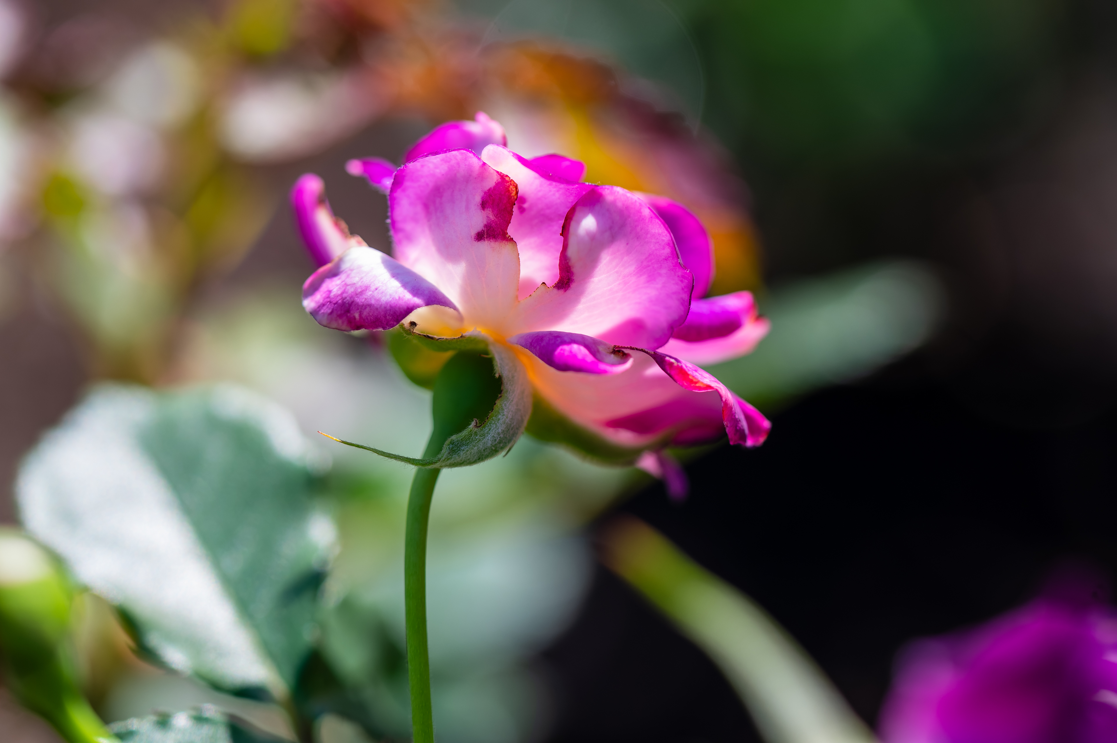 Find new 'Inspirational Women' Rose at Wollongong Botanic Garden
