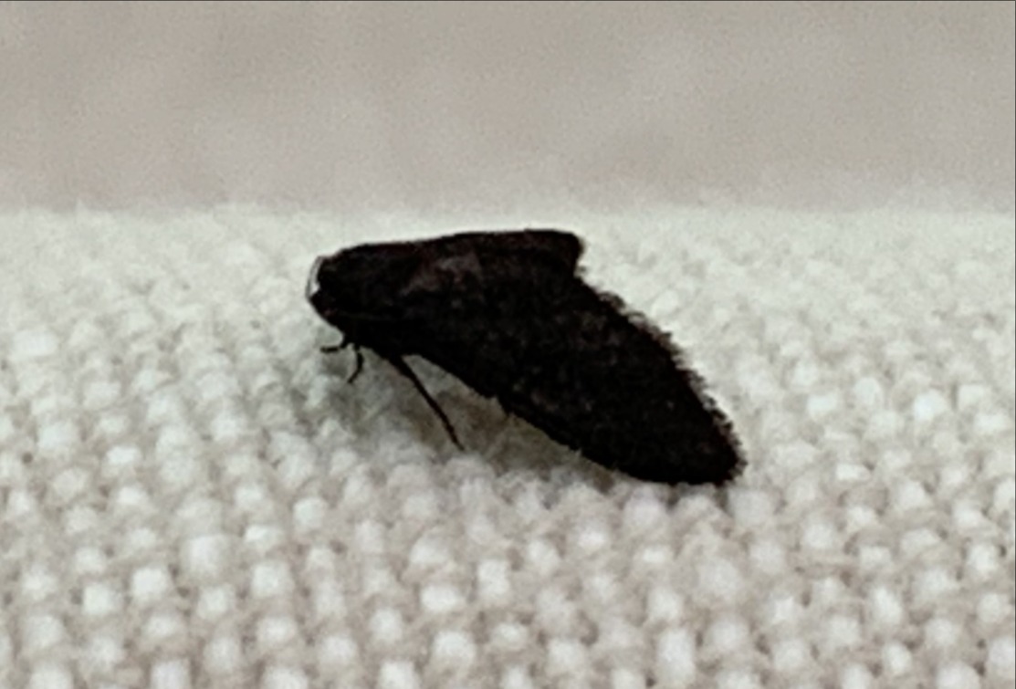 Beetling About with parasite moths