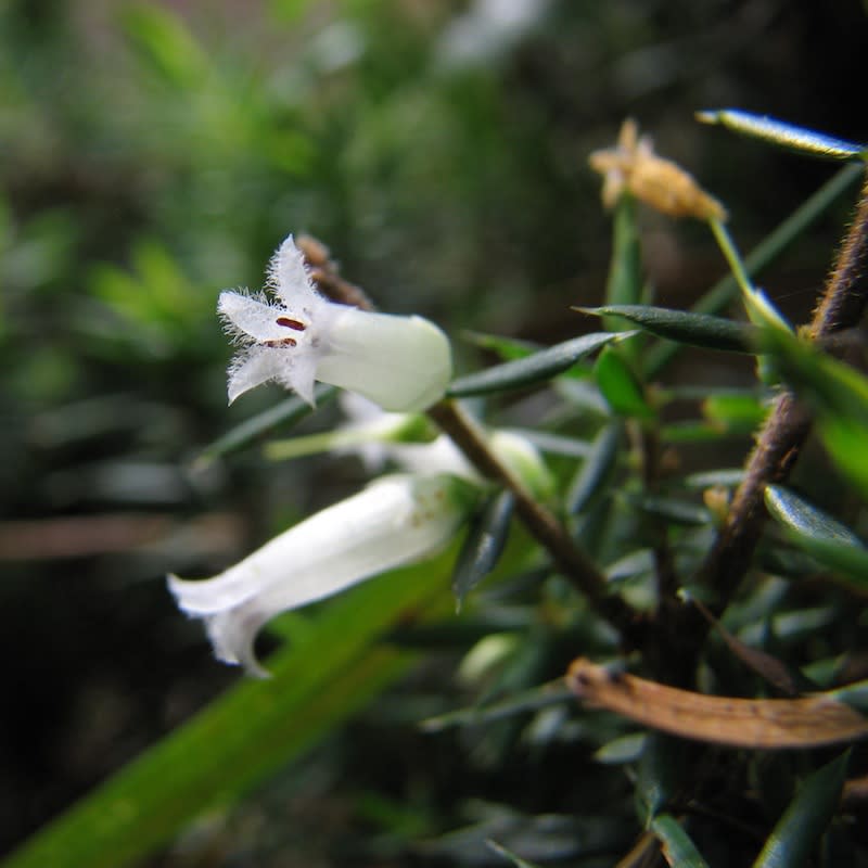 The pretty tubular flowers of Prickly Beard-heath. Image by Dan Clarke. All rights reserved. 