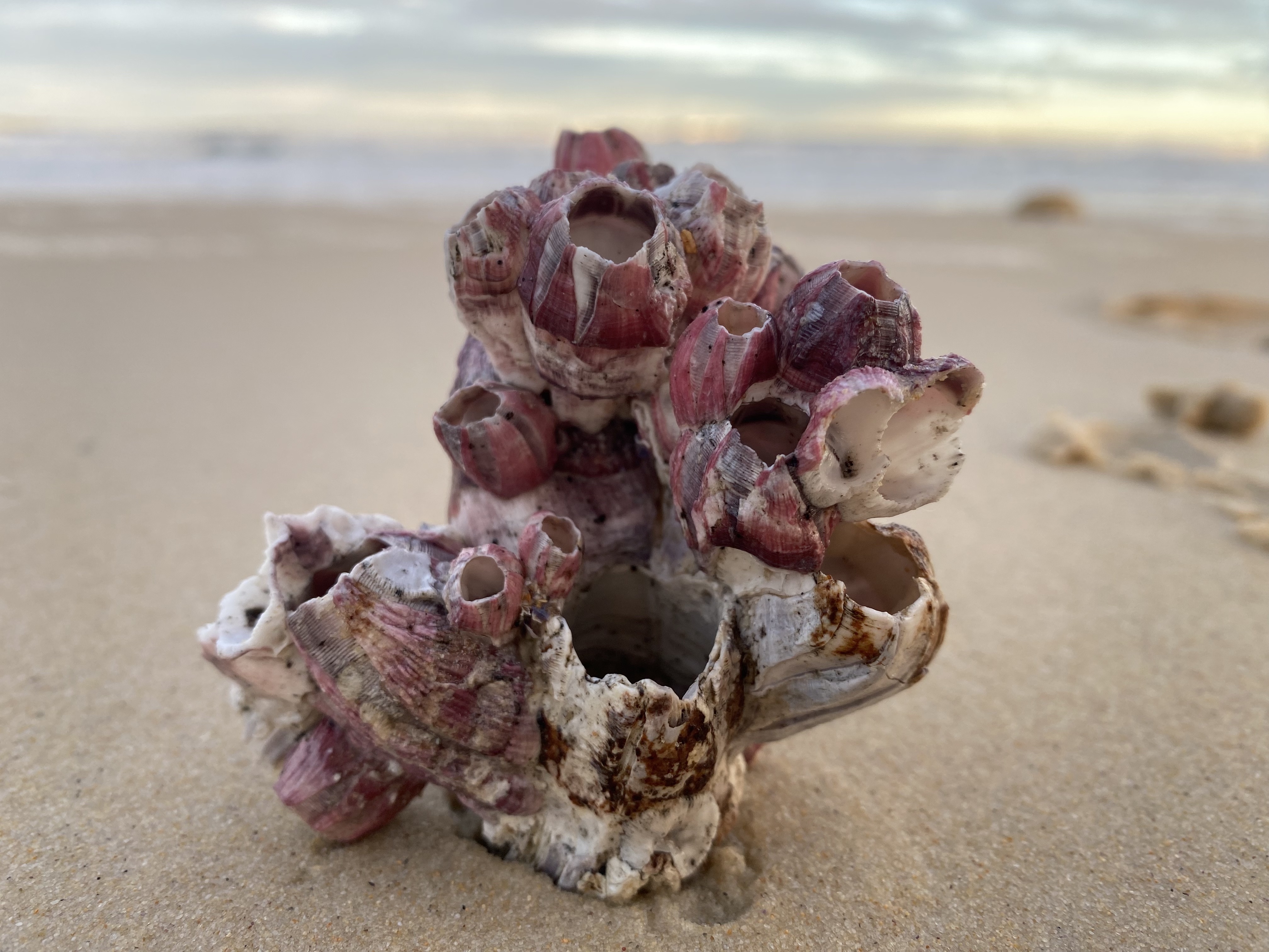 The secret and surprising life of the barnacle