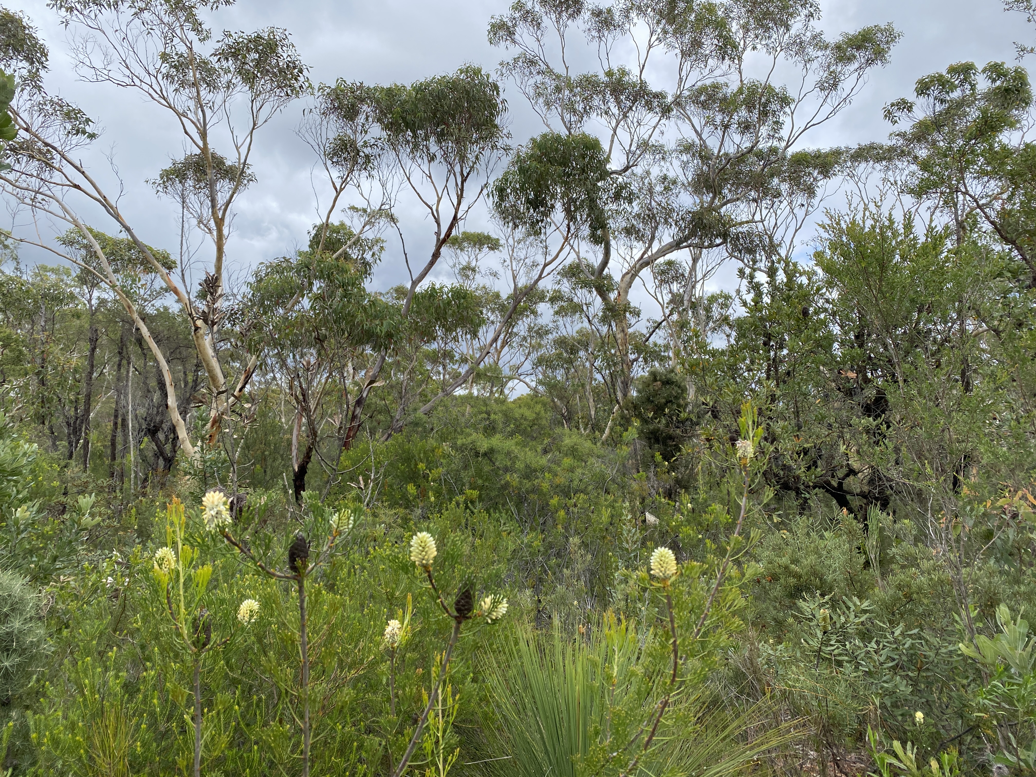 From shinrin-yoku to friluftsliv: How I’m finding myself again, outdoors