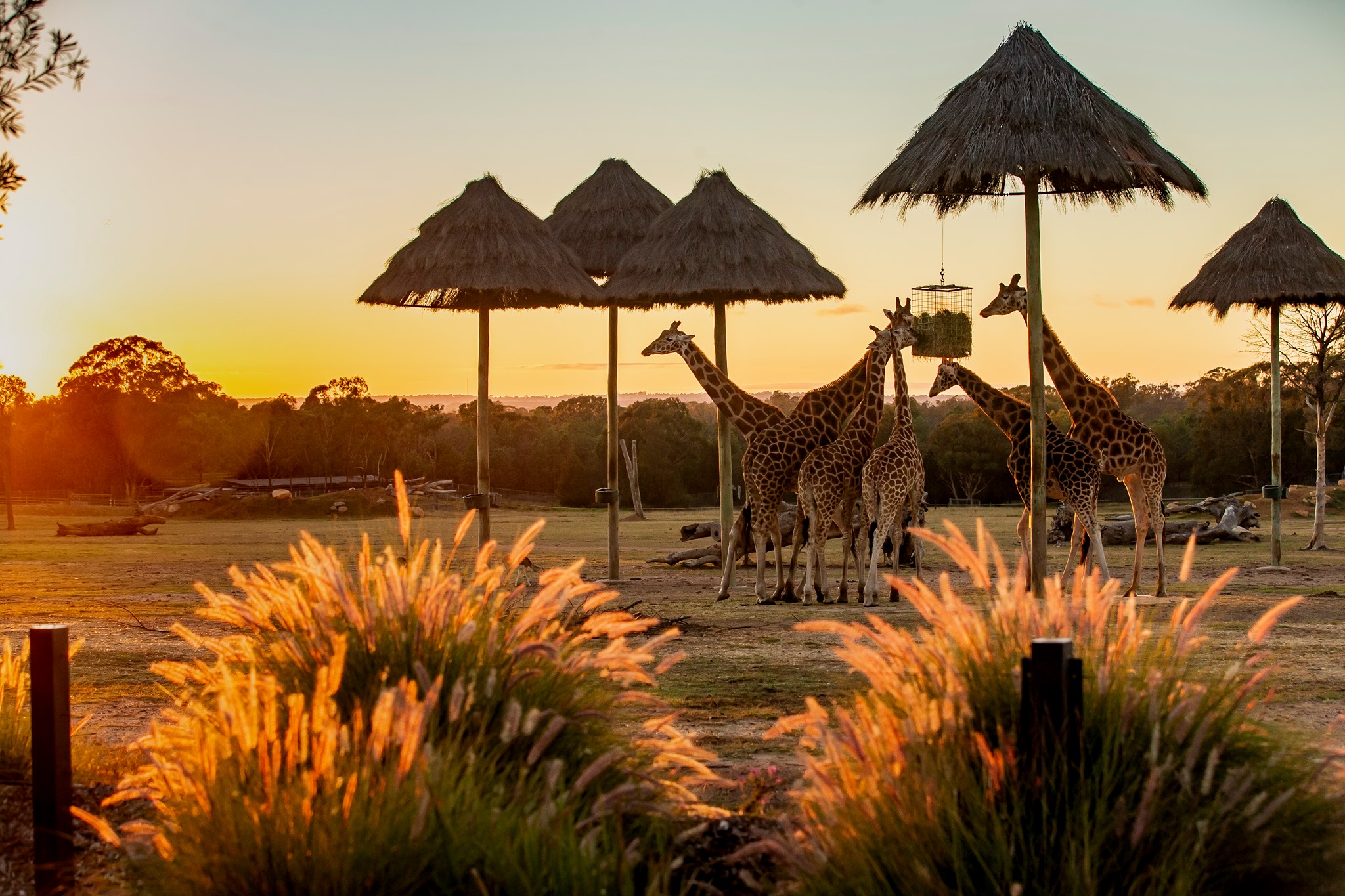 Helensburgh Probus Club look forward to zoo vet's talk  post image