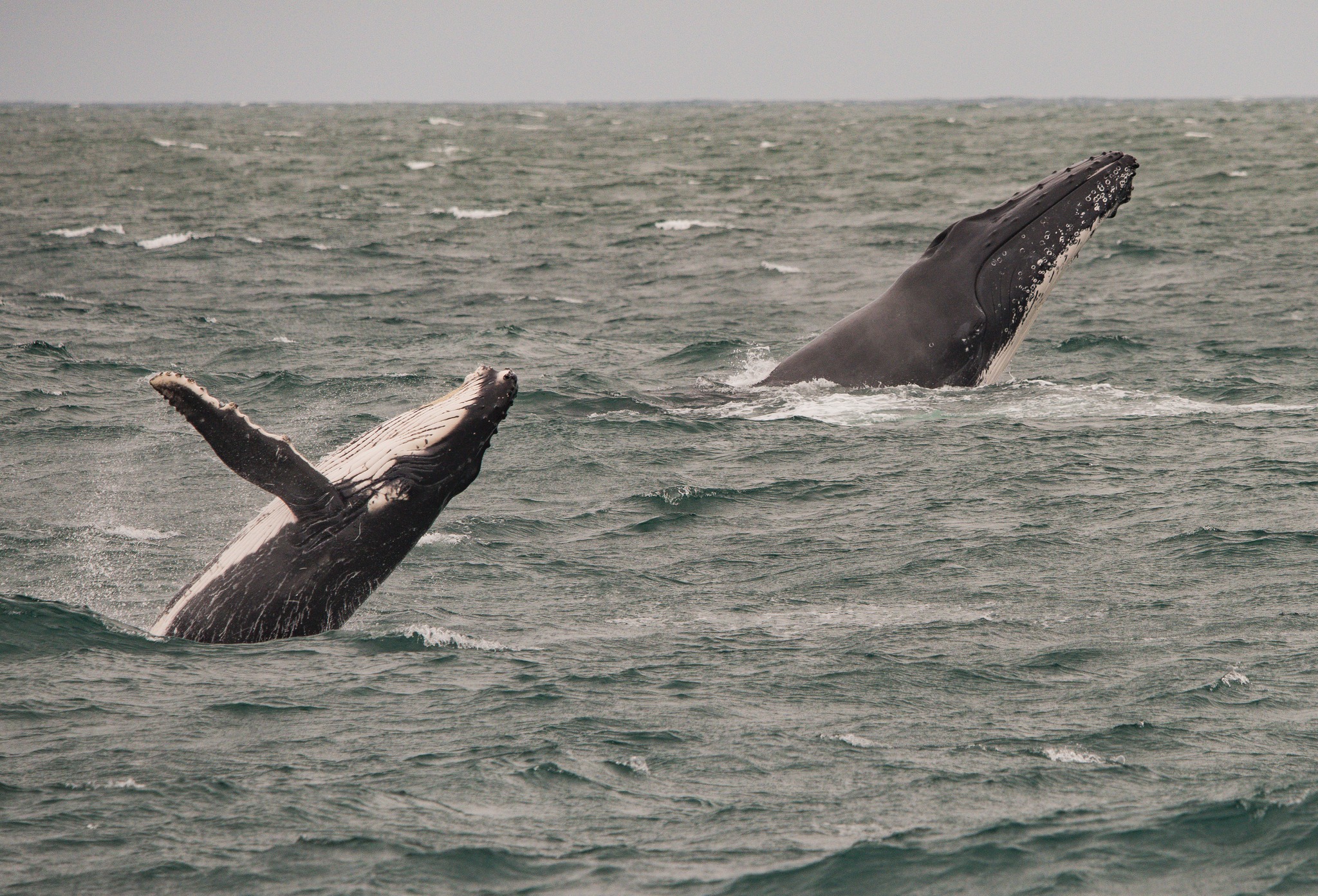 Meet the 'whale tragics'