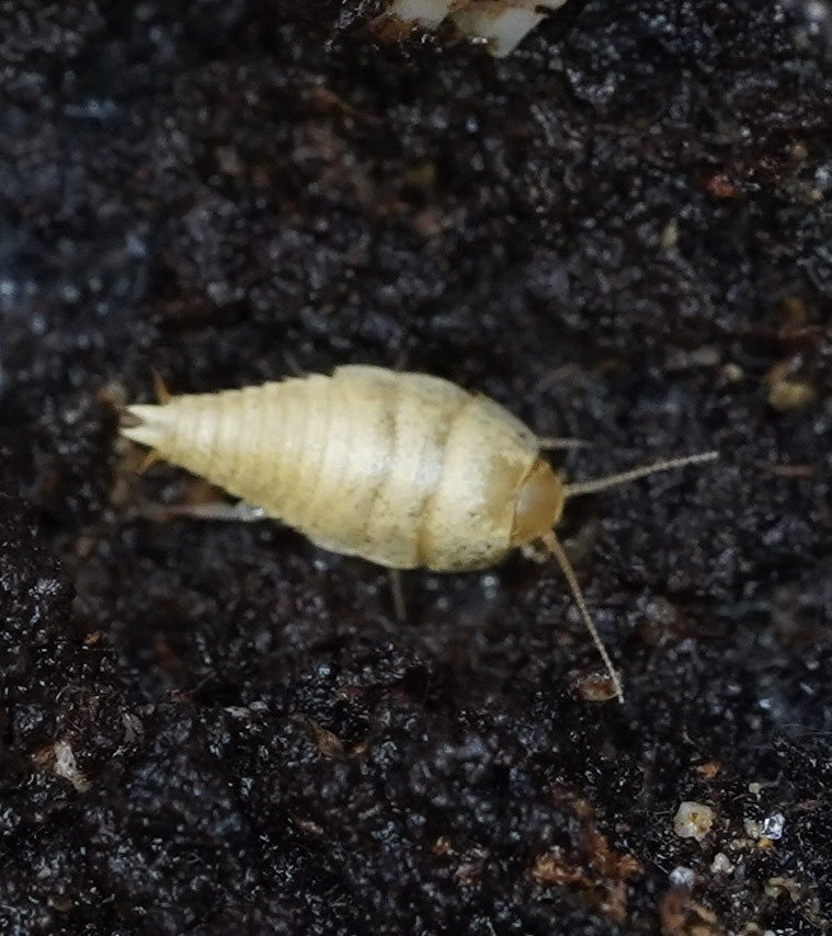 Beetling About with Silverfish