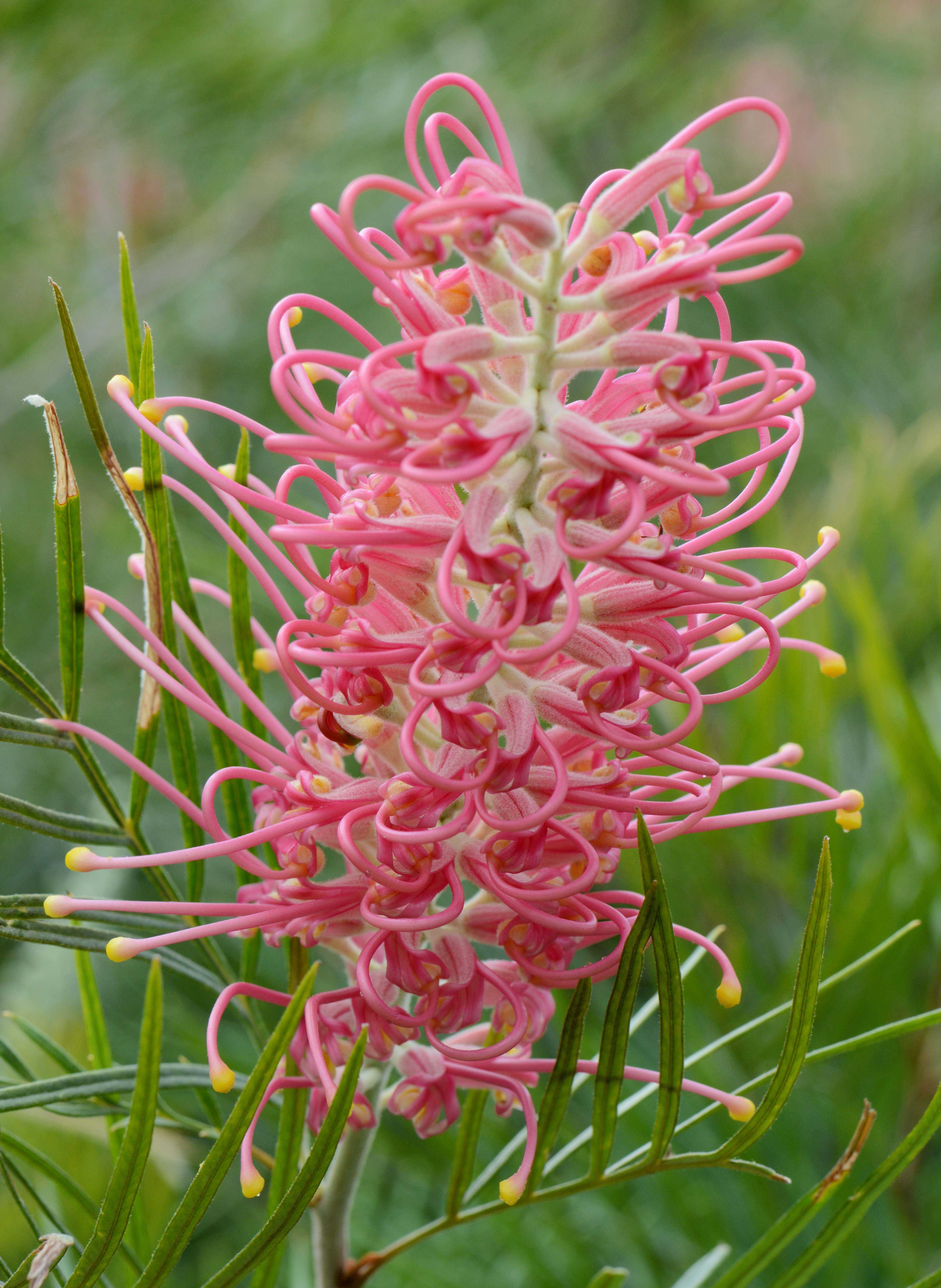 Find a Grevillea colour for every garden at Spring Open Days  post image