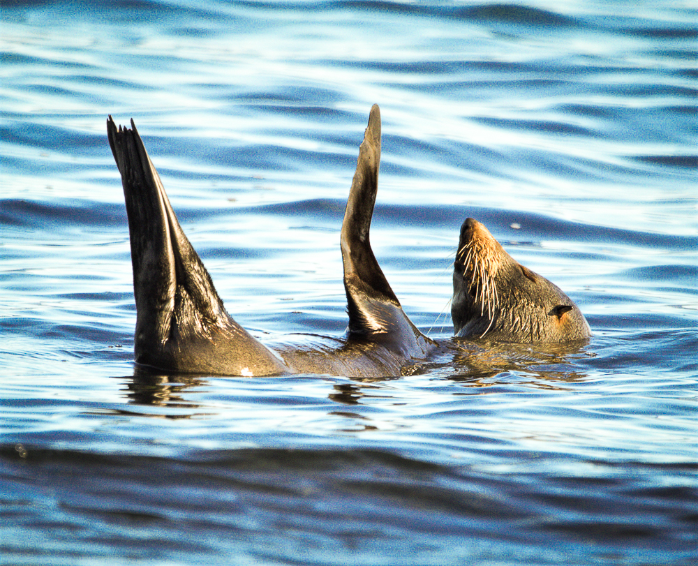 Above the surface at Bushrangers Bay and Bass Point