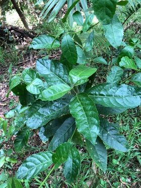 Tree of the Month: Claoxylon australe (Brittleweed)
