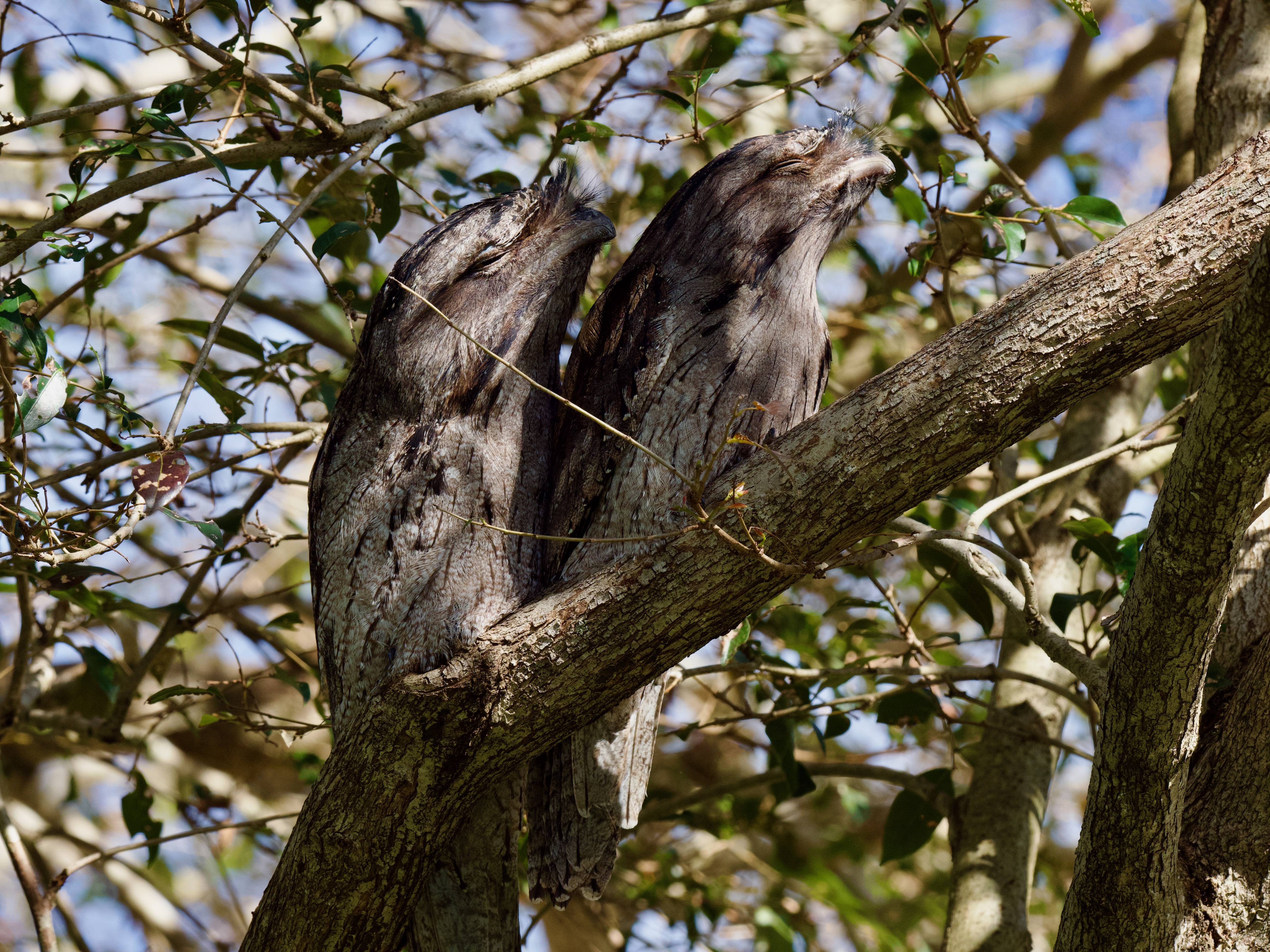 3 unexpected visitors to your Spring garden