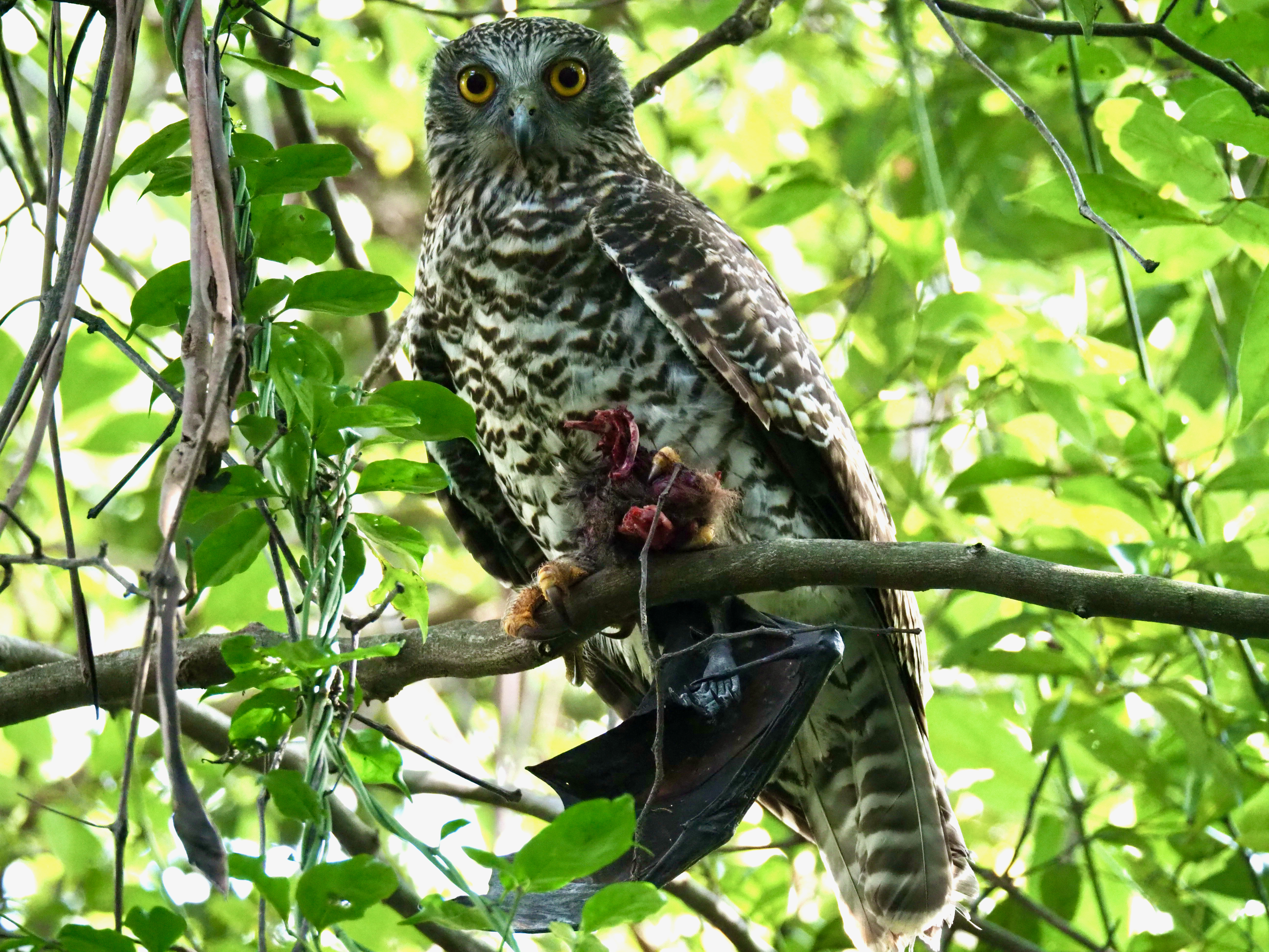 The Powerful Owl  post image