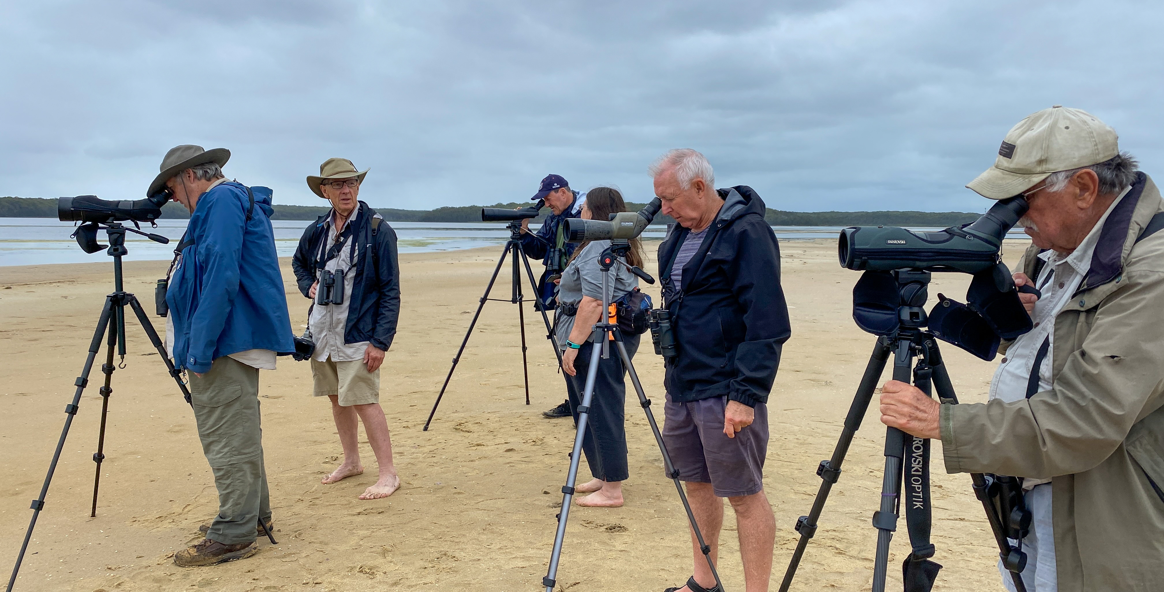 Birds of a feather watch together