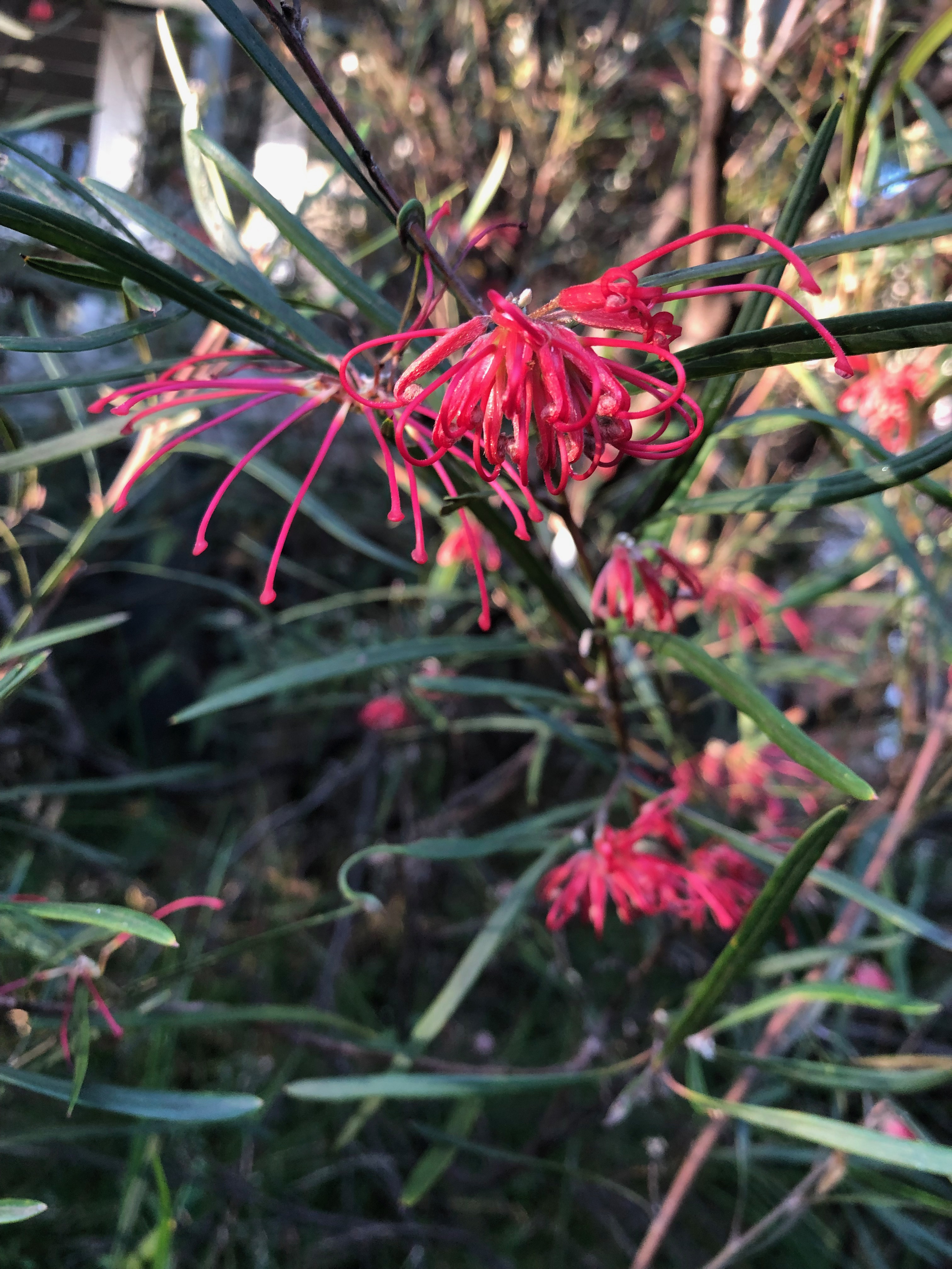 Winter wonder: Red Spider-flower grevillea blooming in the Illawarra