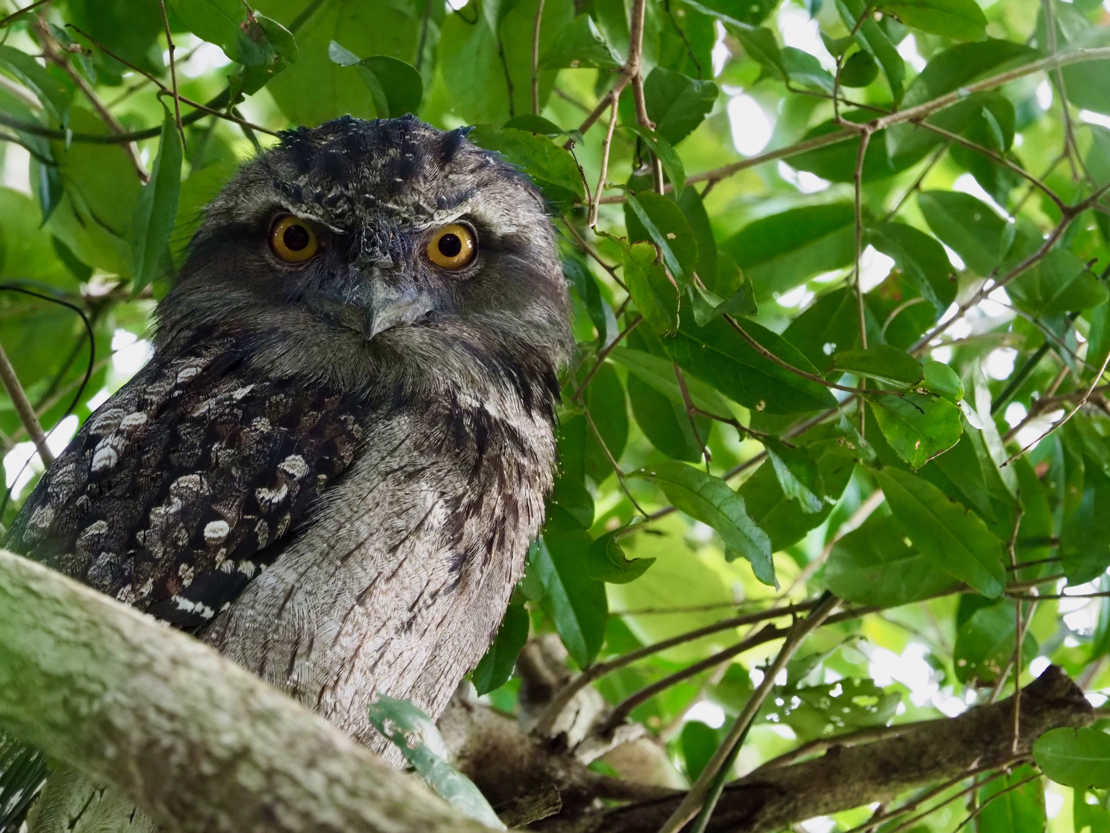 3 birds of the Illawarra that have to be heard to be believed