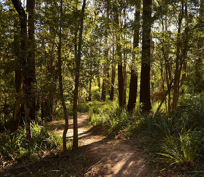Greens say new Kembla mountain bike trails is only half the job done  post image