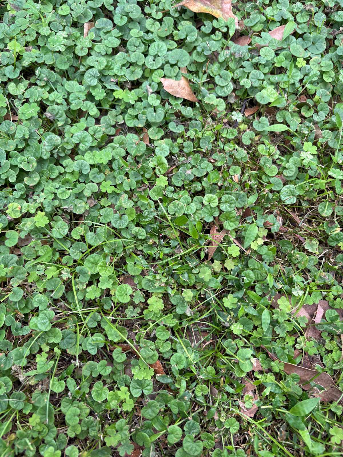 Another classic local native of verges and gardens is Kidney Weed (Dichondra repens), seen here taking over a Woonona garden. This tough low-growing ground cover is widely sold in nurseries, but can be seen doing its own thing in lawns and on verges around the region. Often seen partnering with Basket Grass (Oplismenus aemulus) and Native Violet (Viola banksii or V. hederacea). Image by Emma Rooksby. 