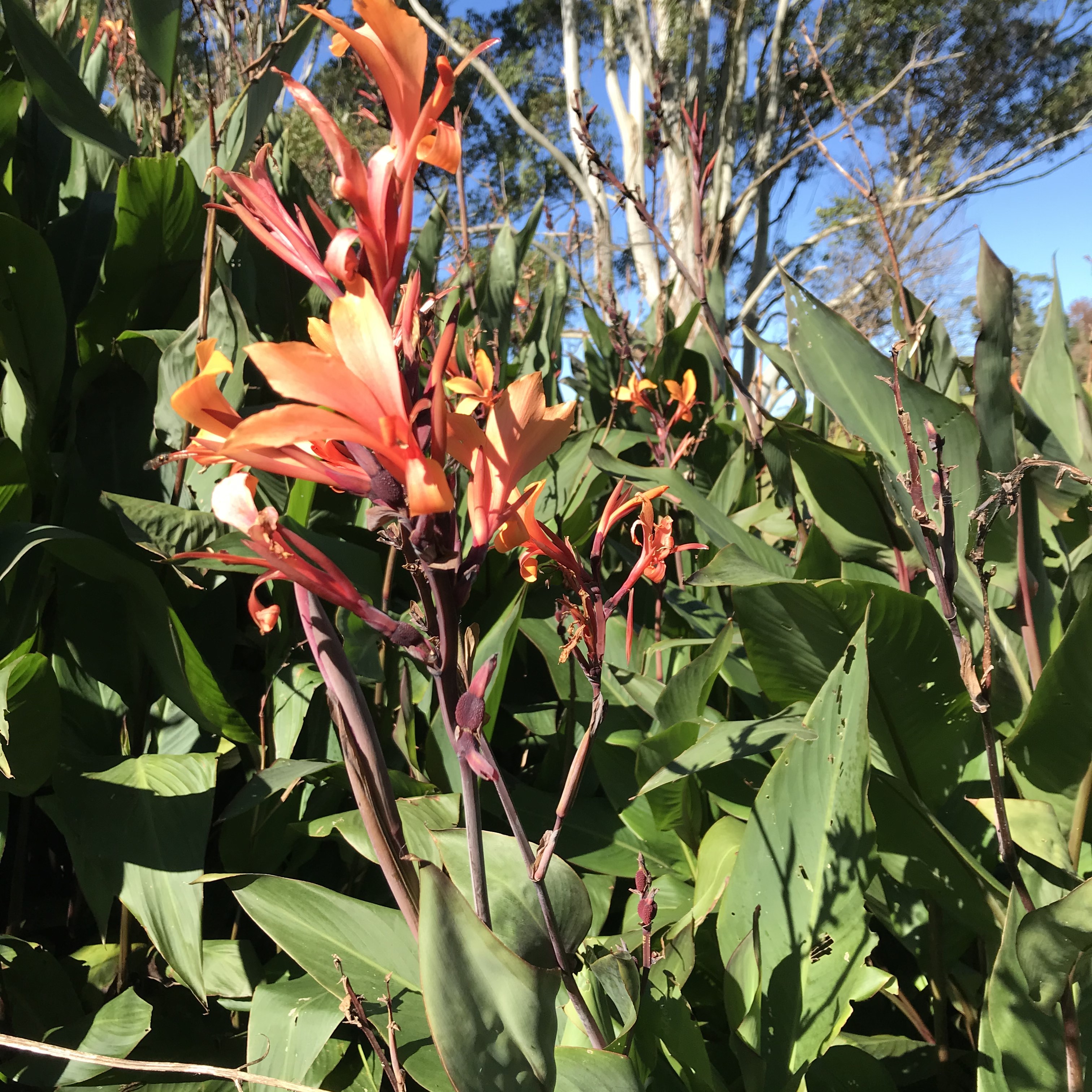 Be Weed Wise: alternatives to Canna lily