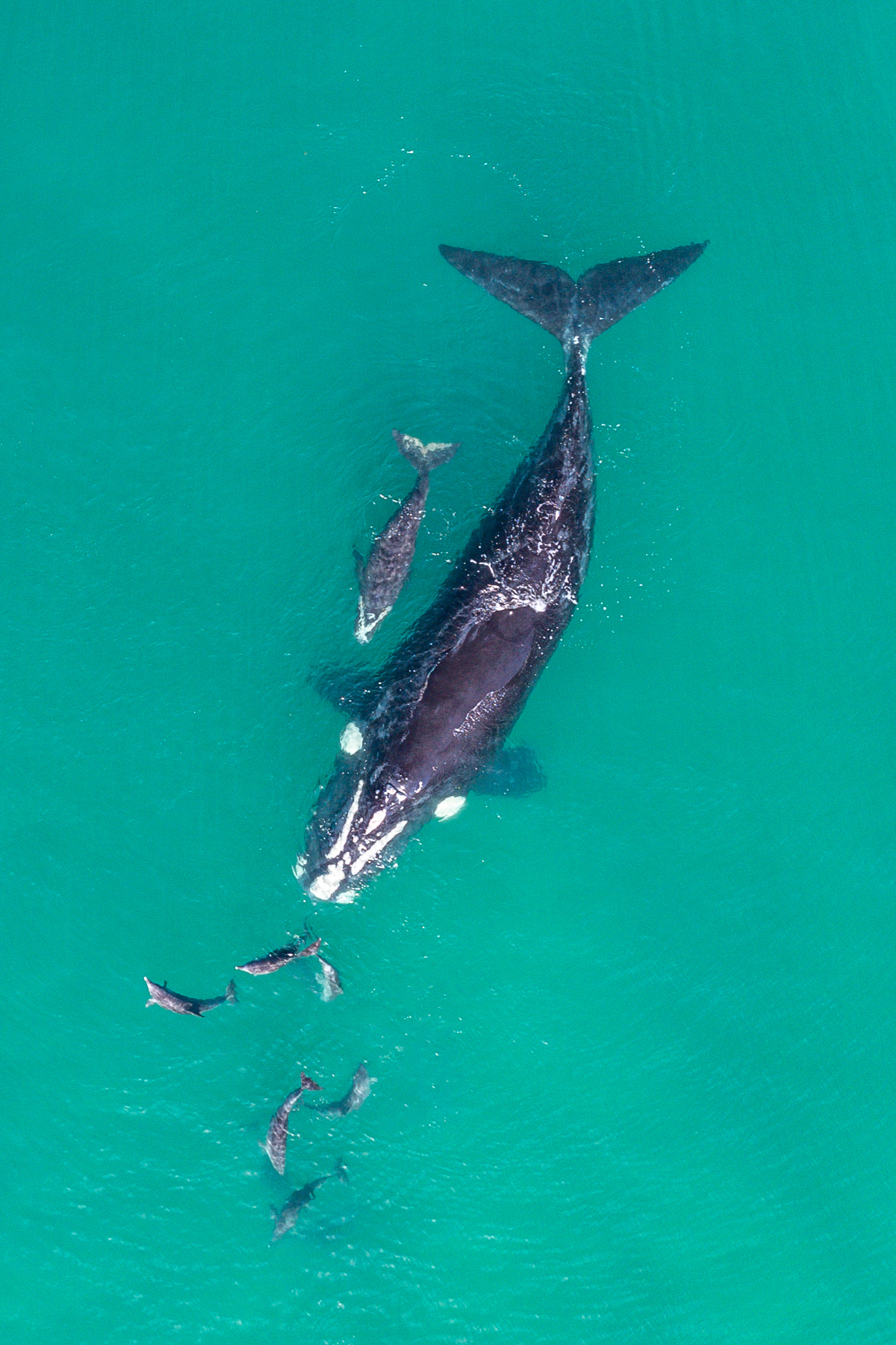 Calling boaters and jet skiers: Take ORRCA's survey to help whales and dolphins