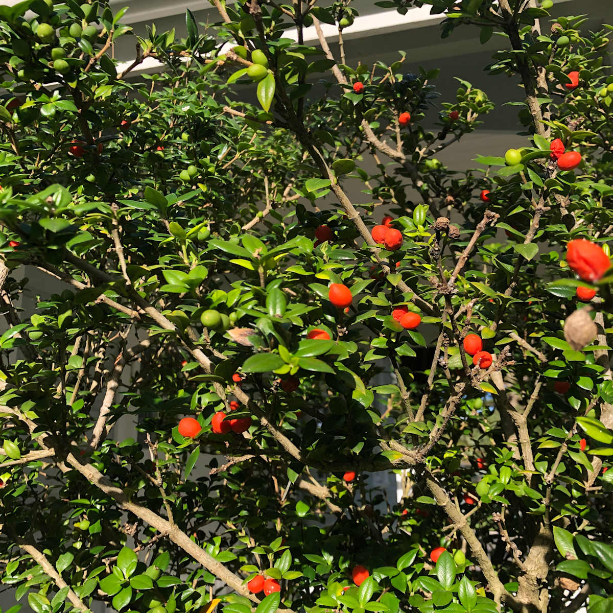 The cheerful, colourful fruit of Prickly Alyxia (A. ruscifolia) on a shrub on Lord Howe Island. The ‘chains’ being only two fruit long, they don’t quite live up to the name of Chain Fruit, but I guess a plant has to start somewhere. Image by Emma Rooksby.