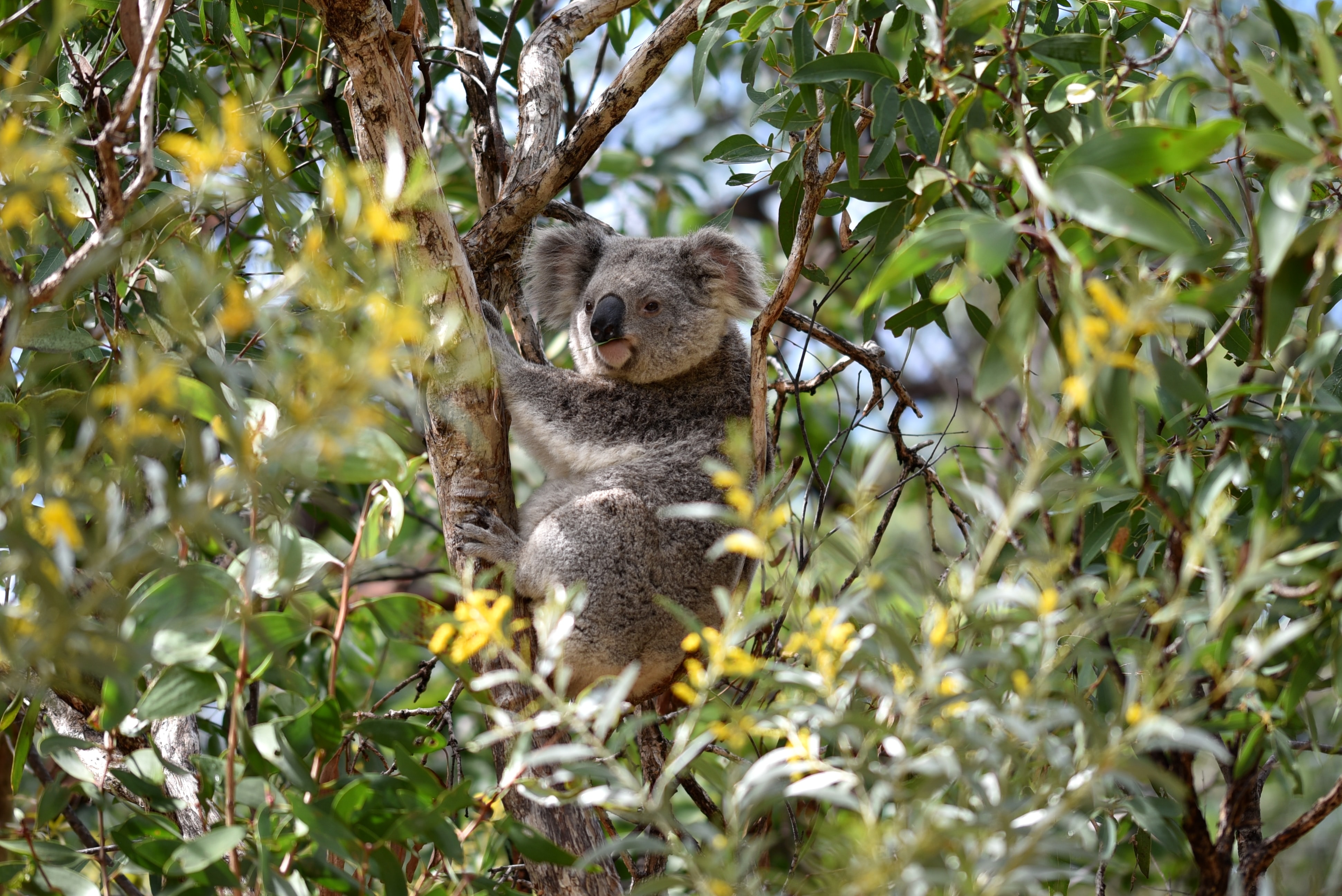 Koalas on our coast need your help