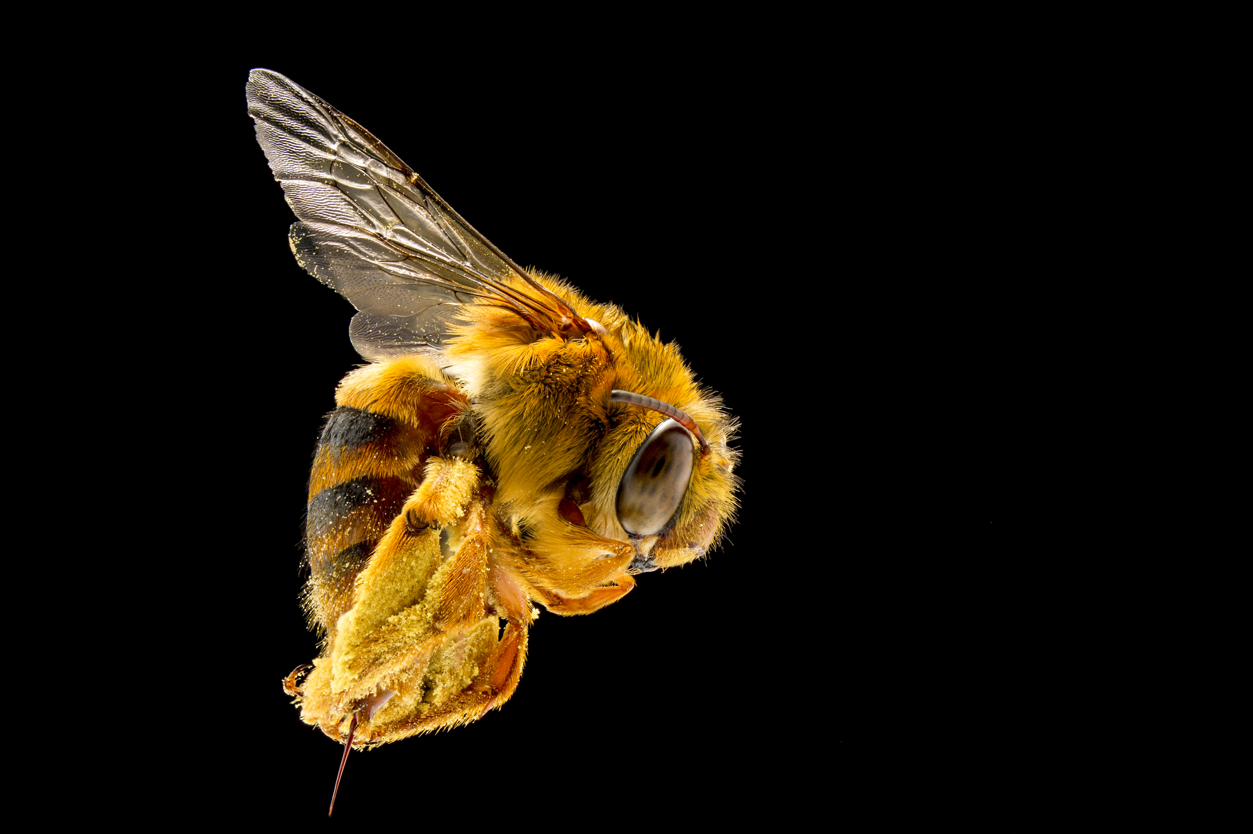 Illawarra abuzz: UOW biologist to give free native bee talk in July  post image