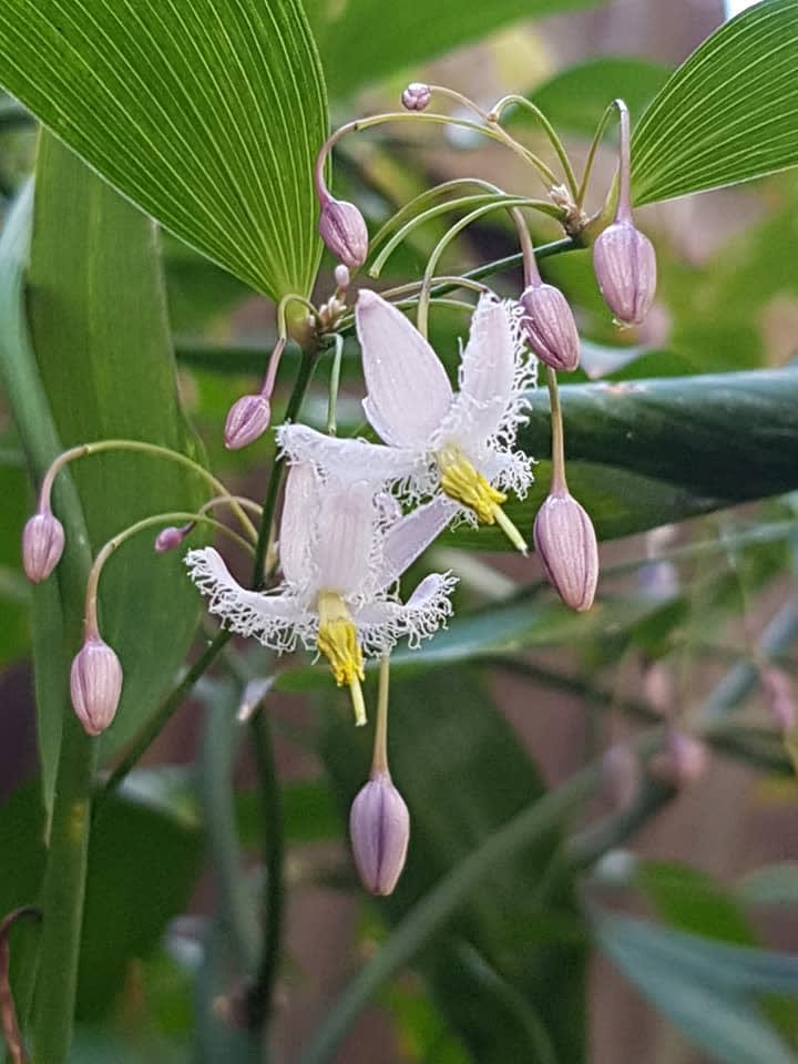 Wombat Berry - common are we