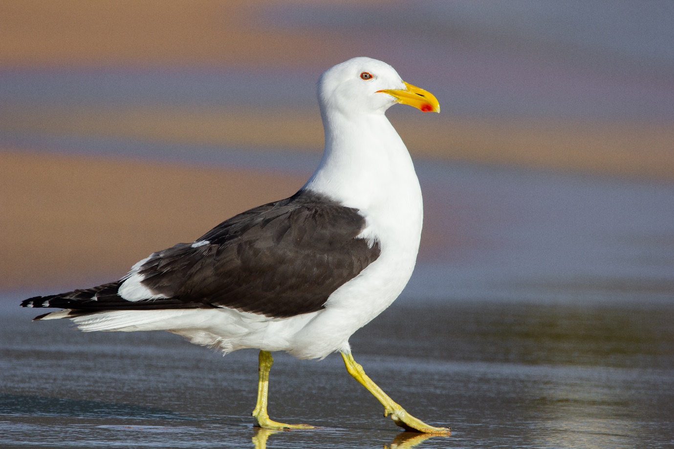 Bird of the Month: Kelp Gull