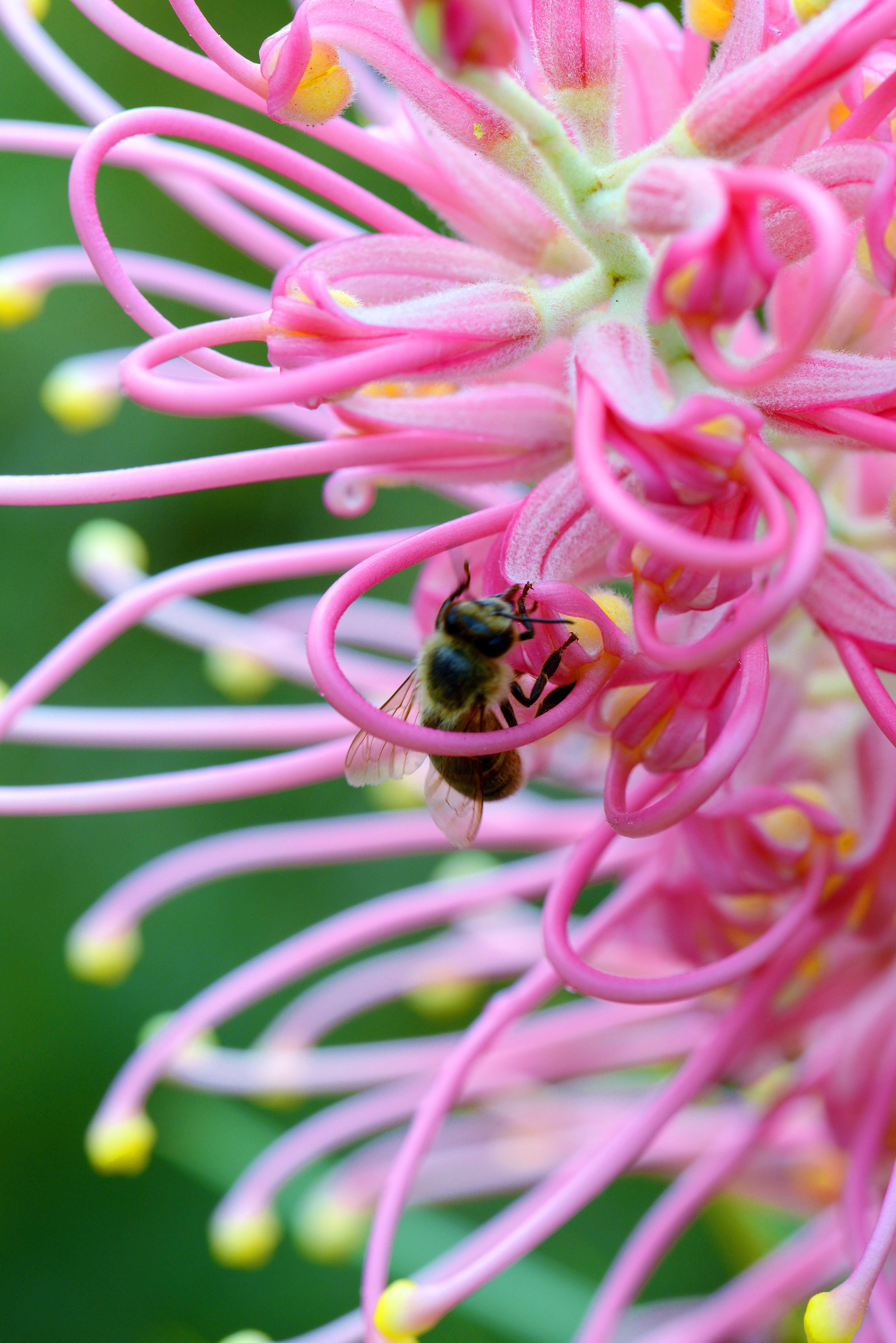 Sneak peek at Bulli beauties ahead of Illawarra Grevillea Park Botanic Garden open days