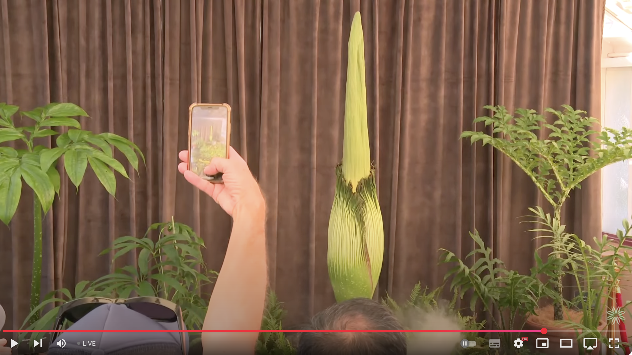 A rare corpse flower and why it's okay to do your nature watching online